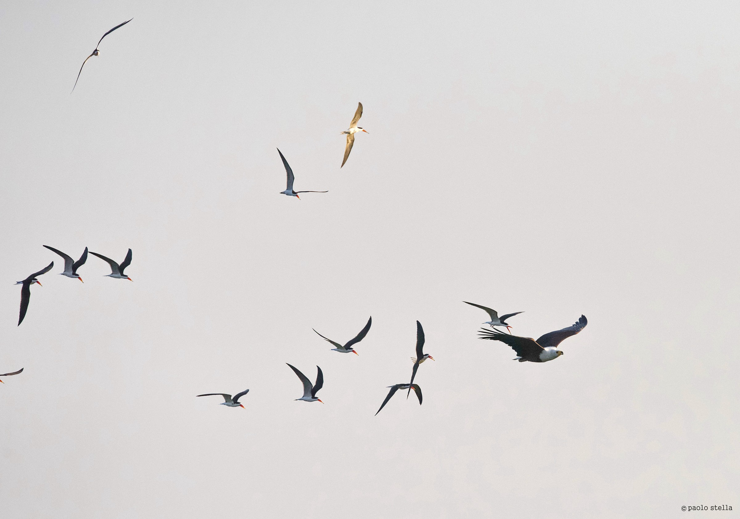 fish eagle & african skimmers