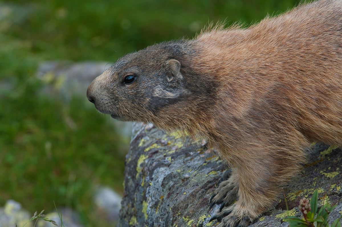 marmotta in primo piano