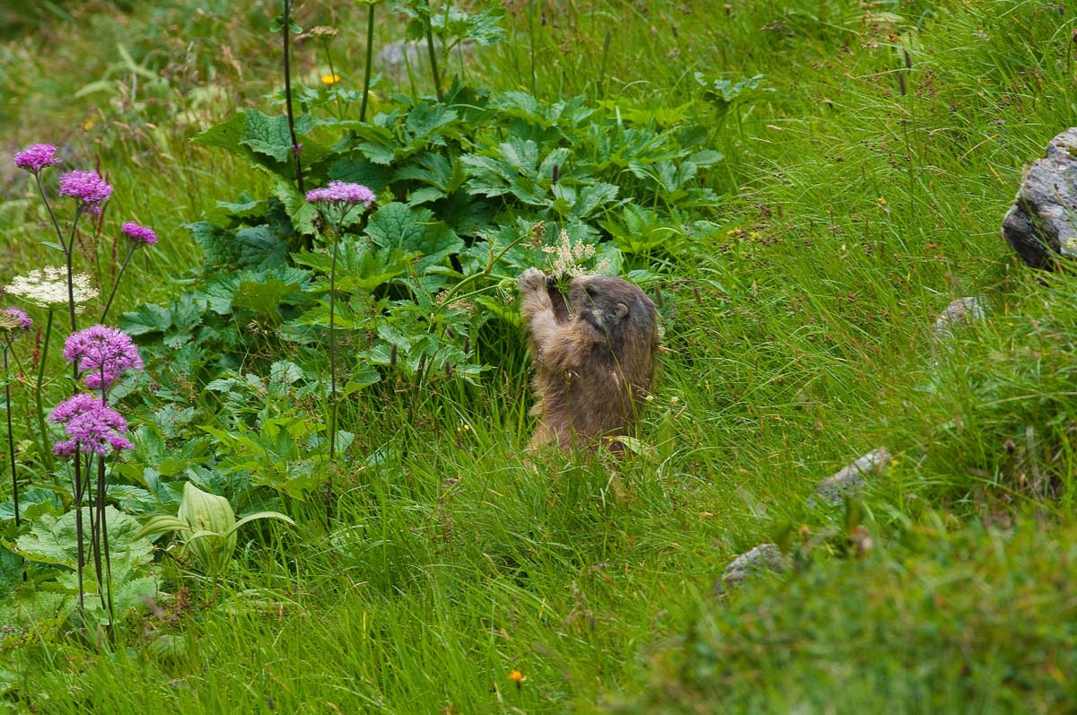 The Groundhog spuntina