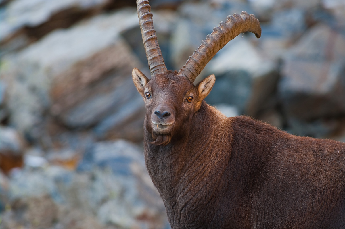 Ibex foreground