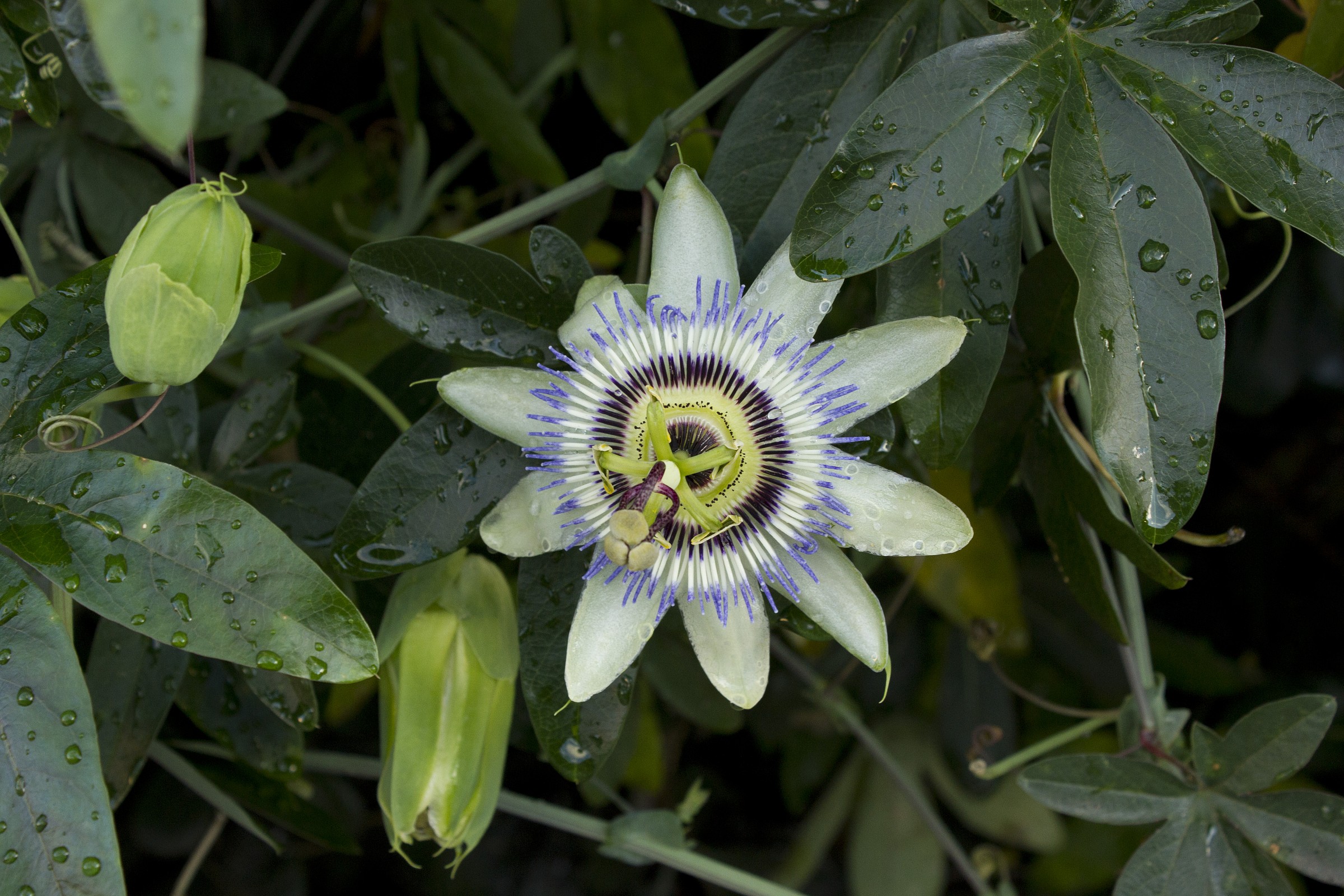 Passionflower
