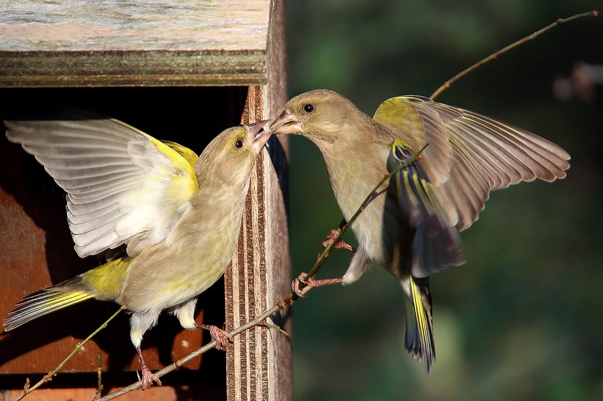 verdoni in discussioni
