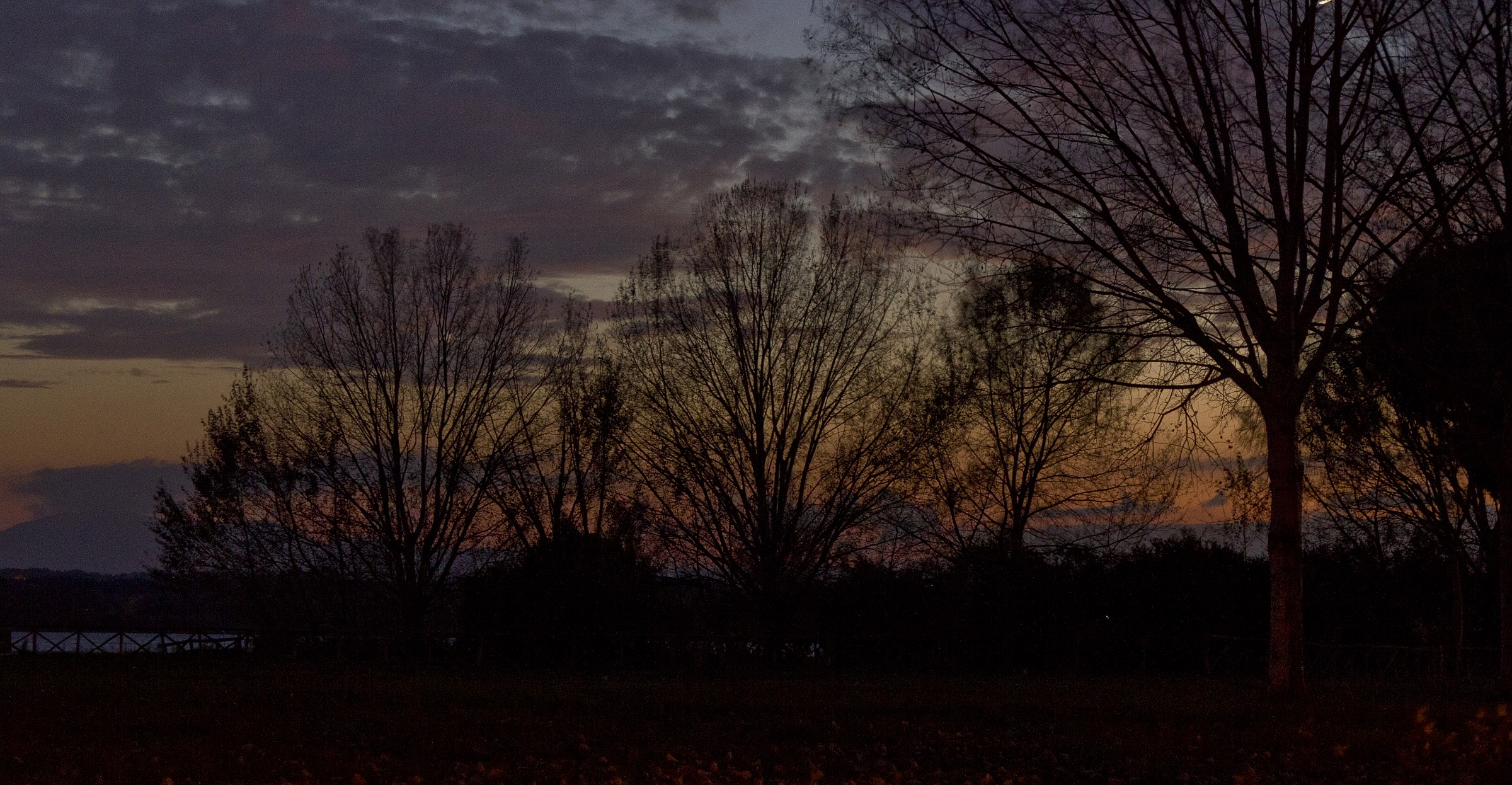 Sunset in the branches