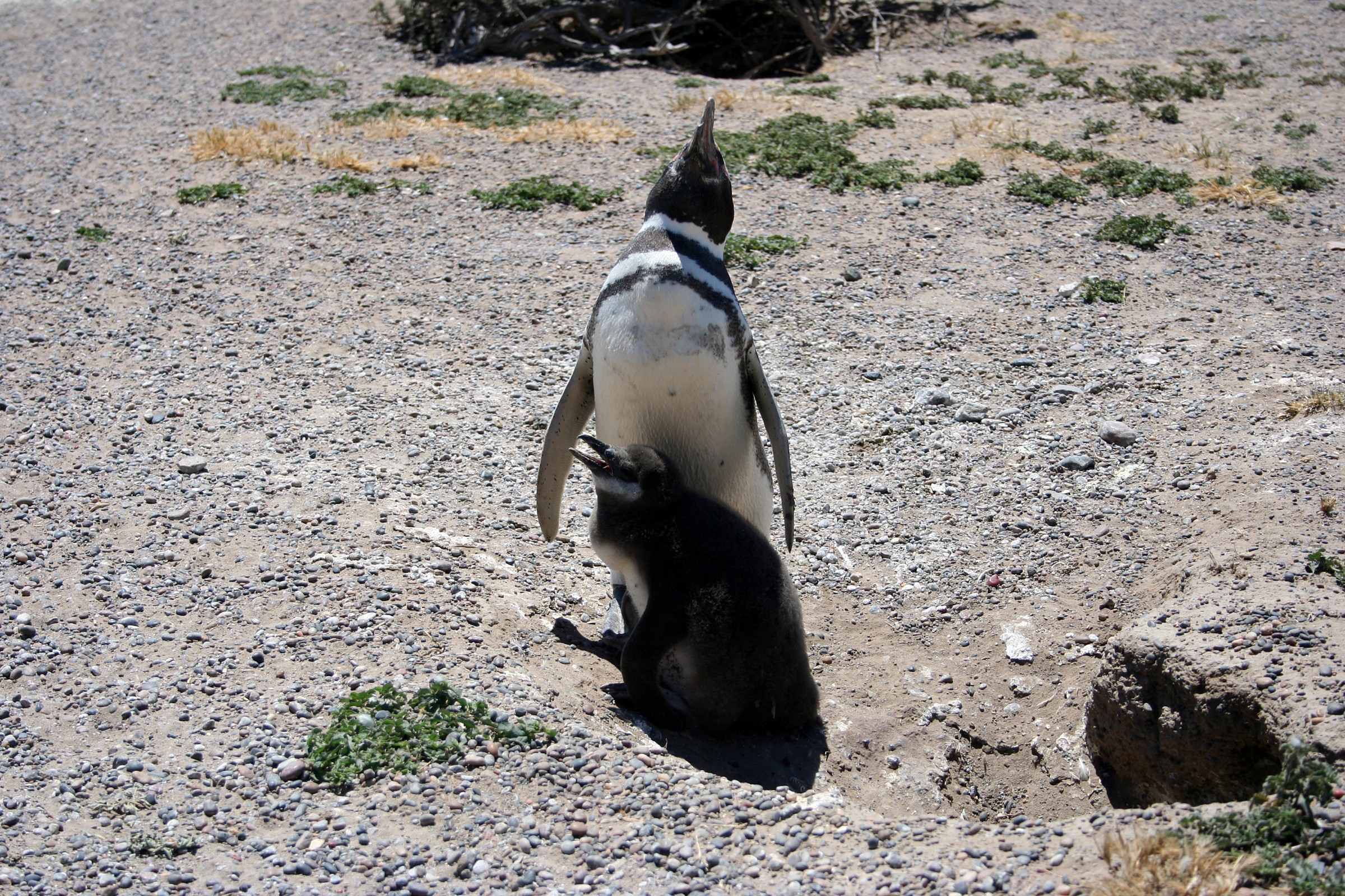 coccole di mamma pinguino