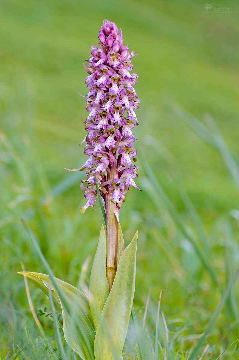 Himantoglossum robertianum - Orchidea di Robert - Cagliari