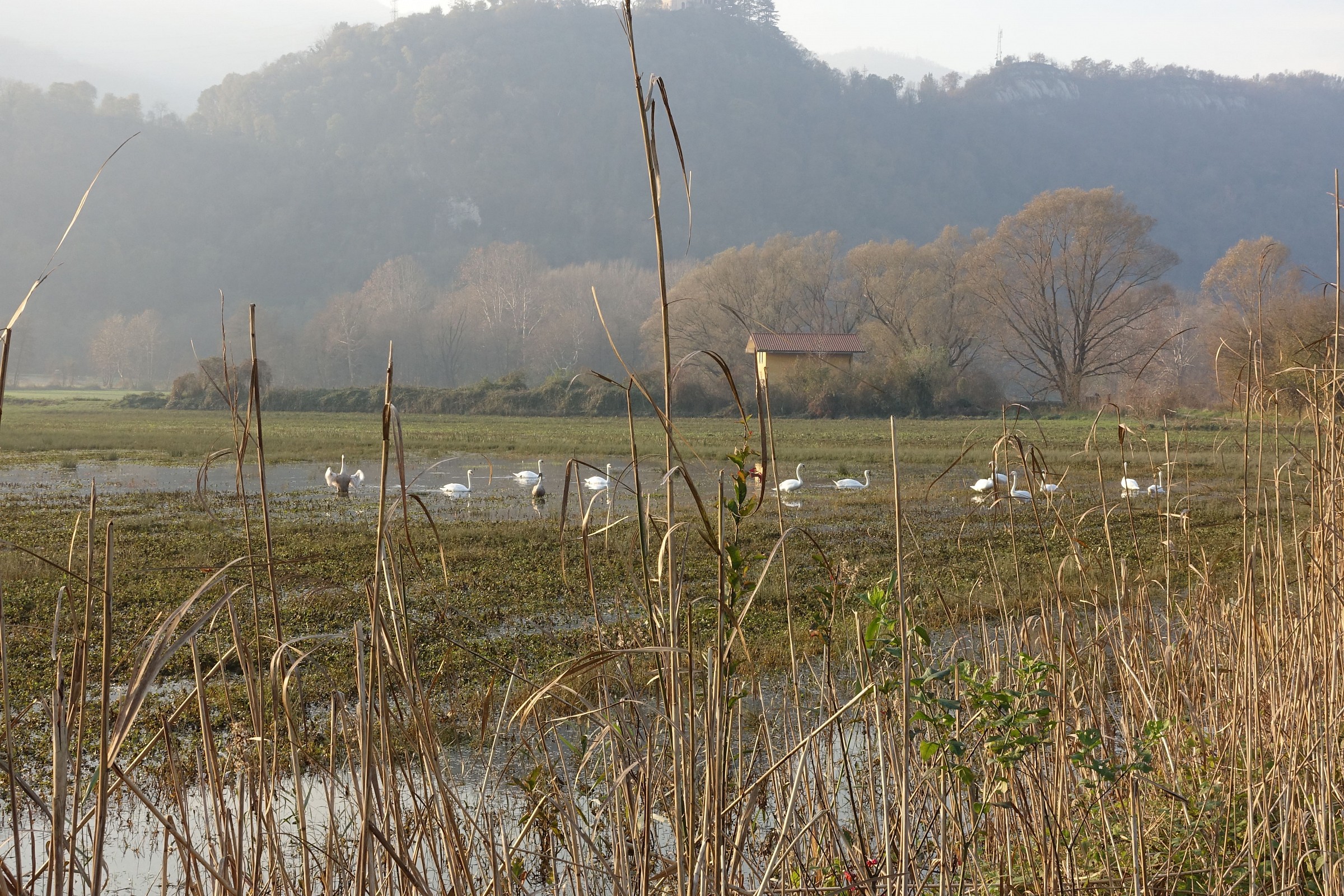 Cigni nella campagna allagata autunnale