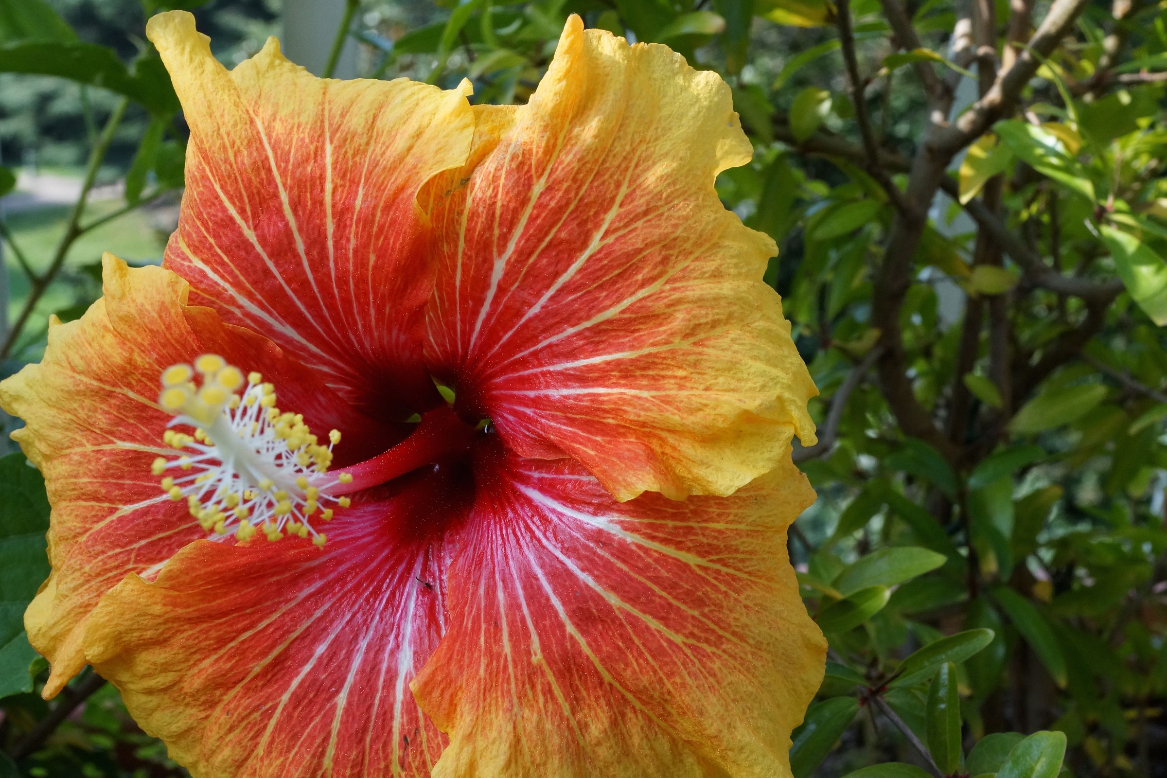 Hibiscus flower