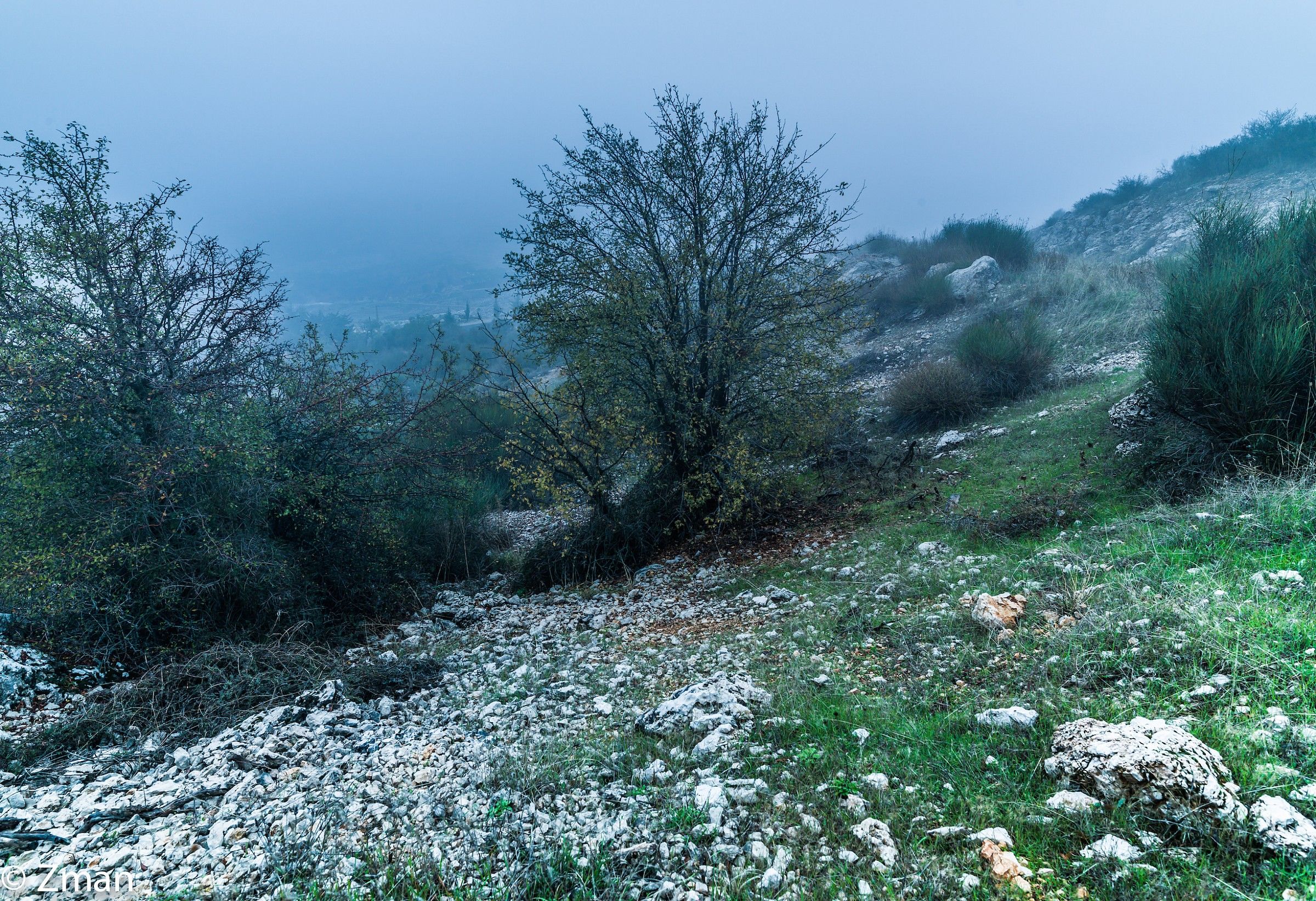 The Cedars Of Al Barouk Reserve