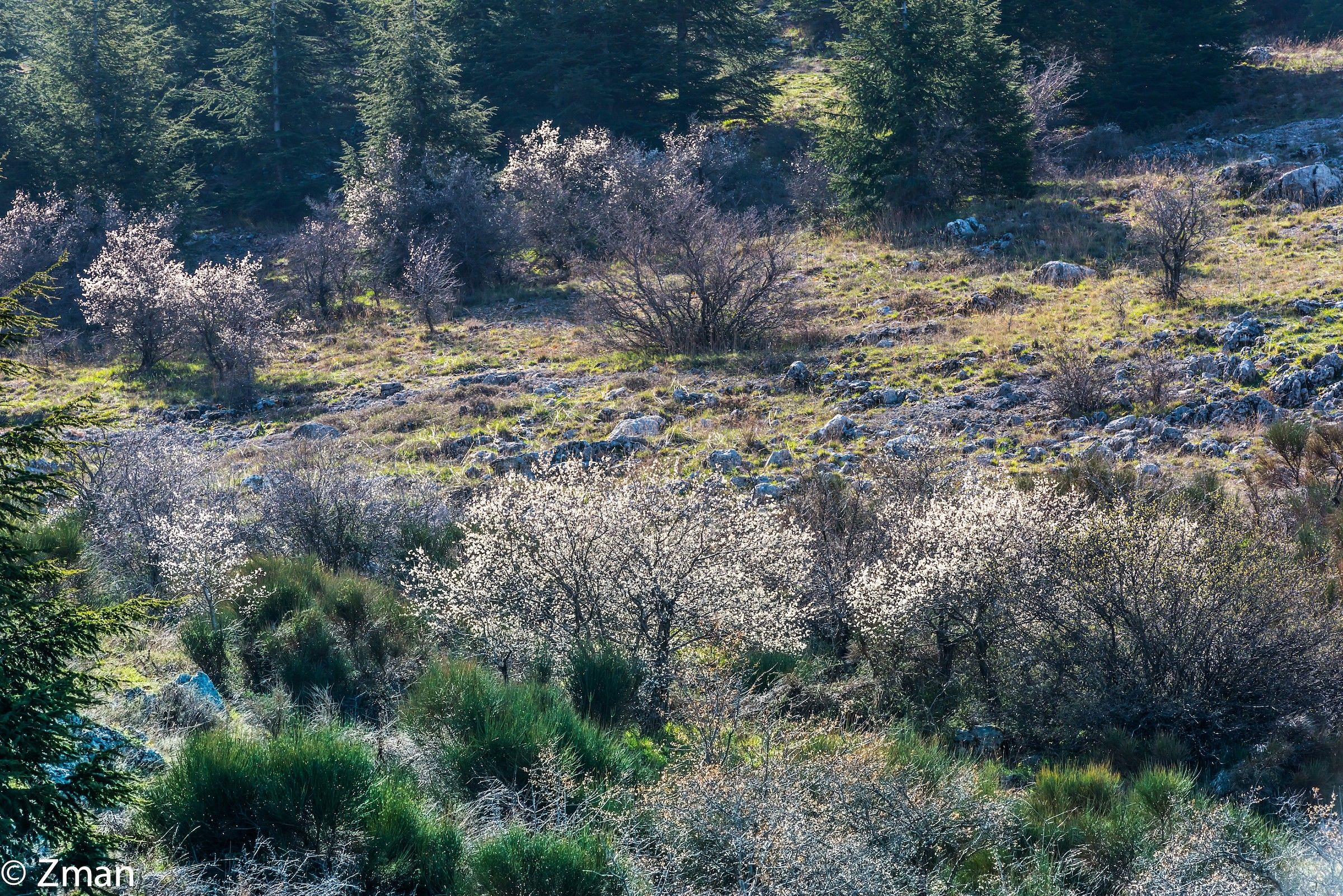 The Cedars Of Al Barouk Reserve