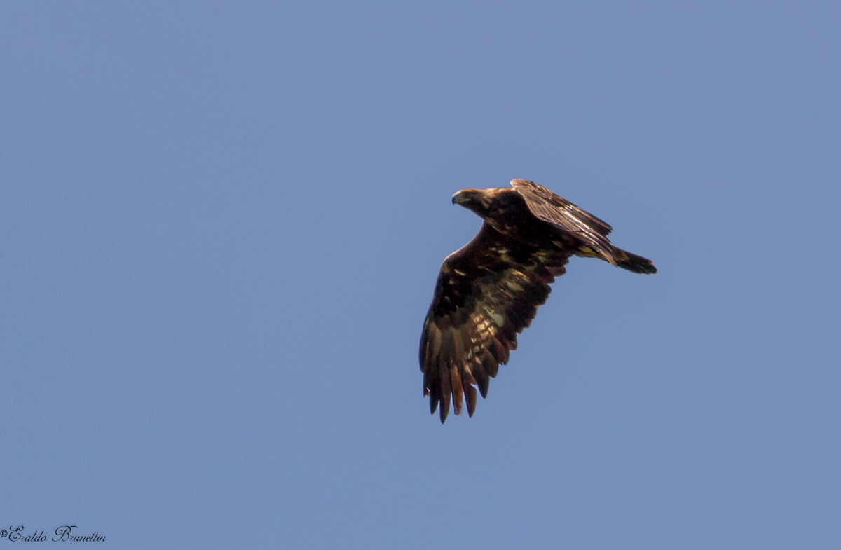 Golden Eagle (Aquila crysaetos)