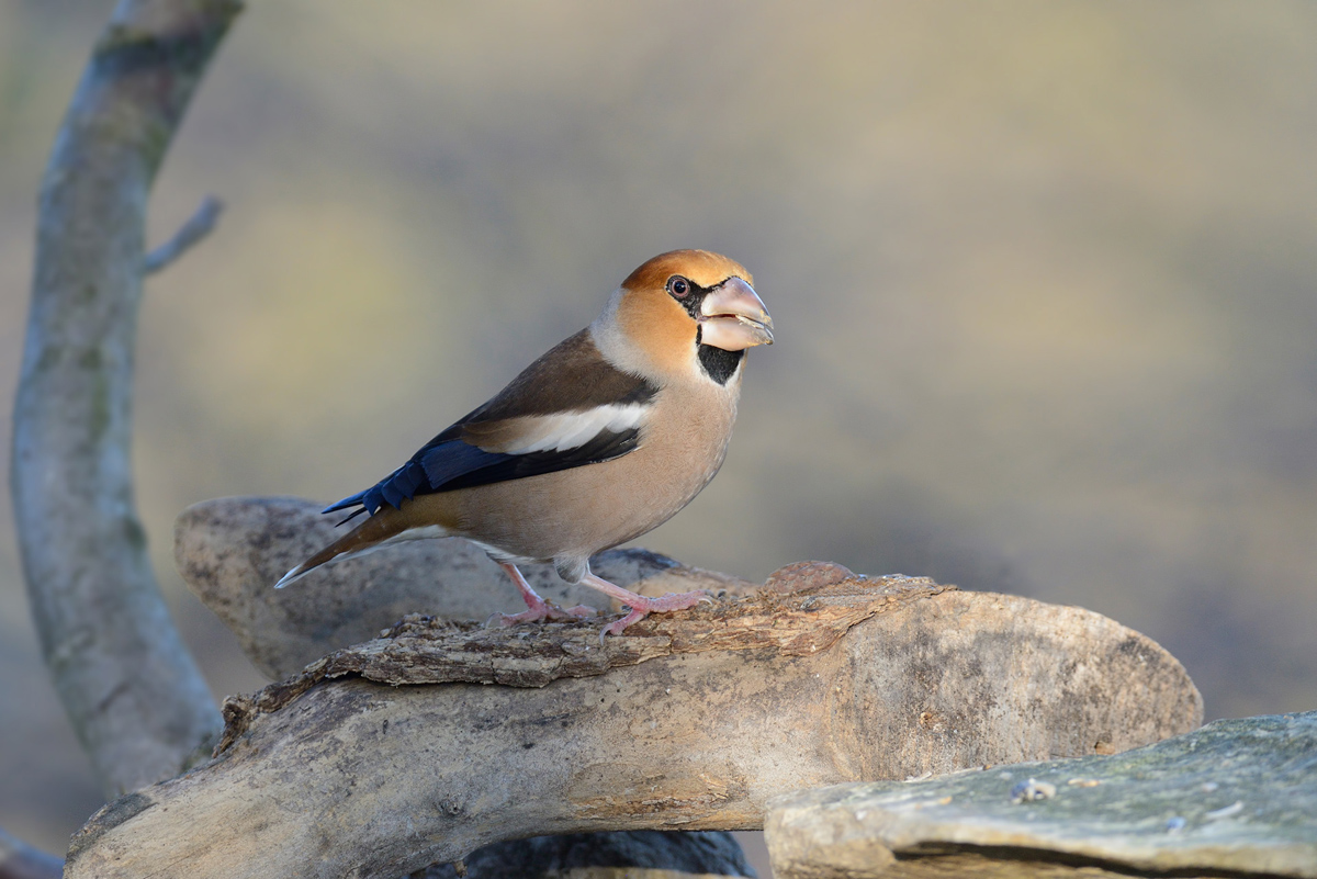 Hawfinch