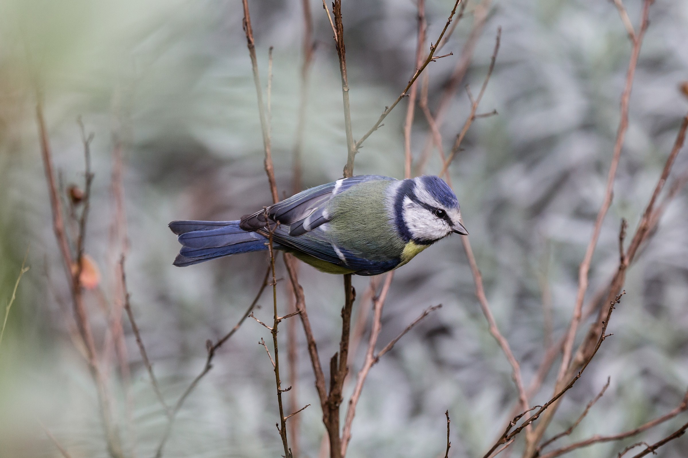 Serie: nel mio giardino
