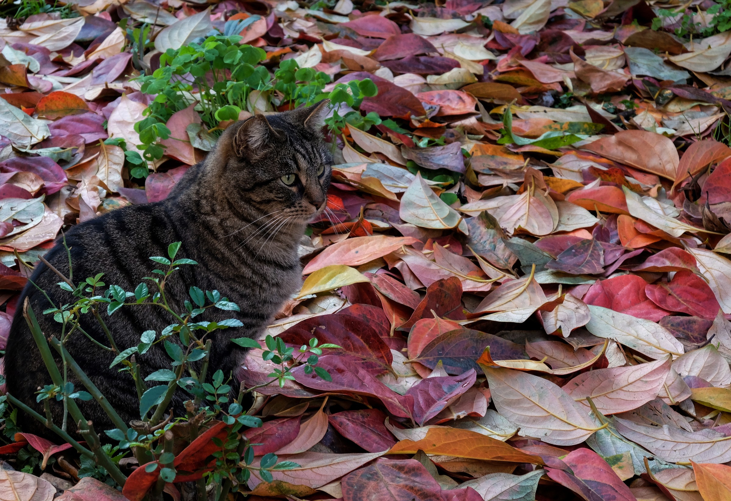 Even the cat loves autumn