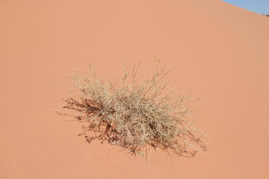 DESERT ROSE