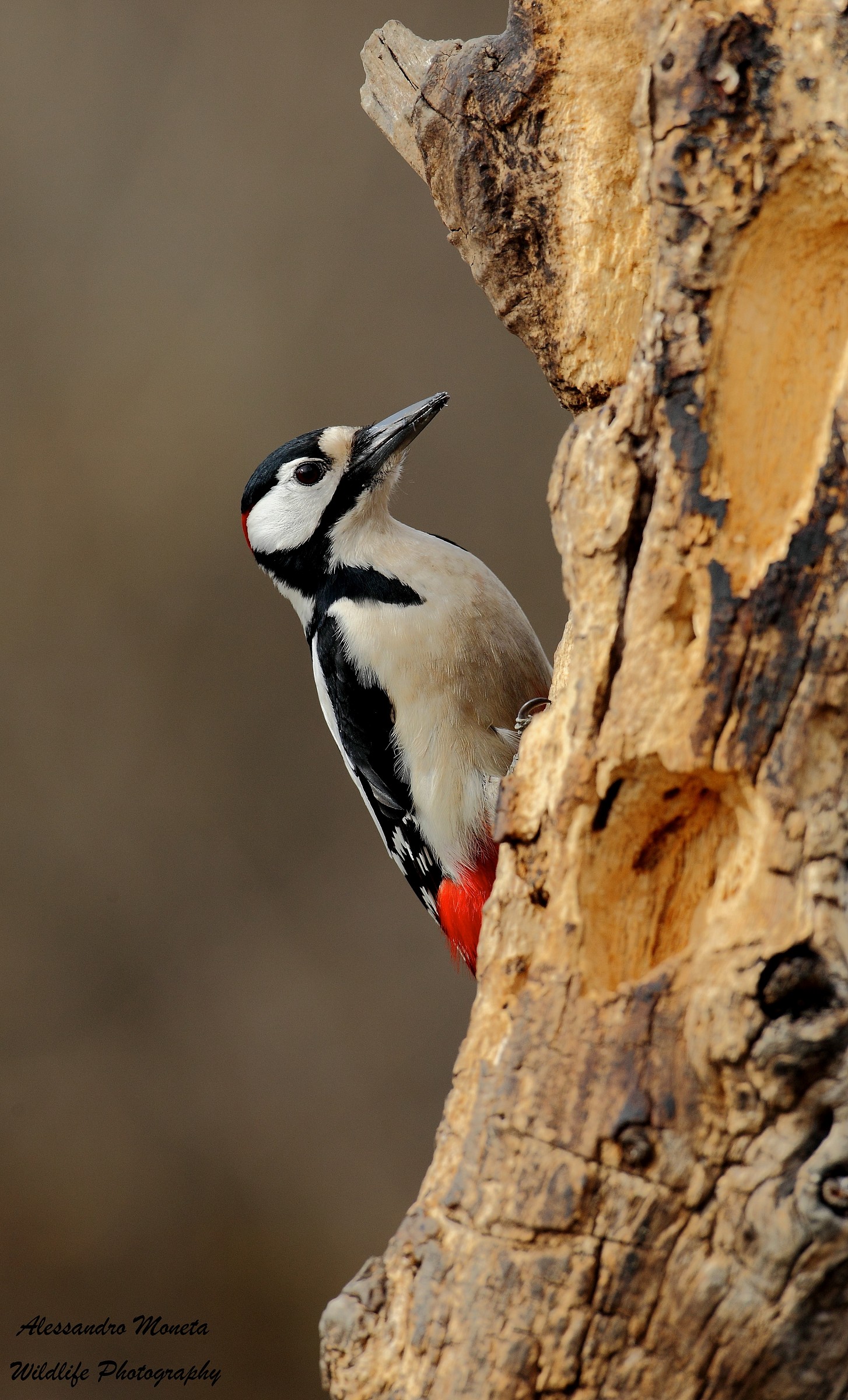 Picchio Rosso Maggiore maschio