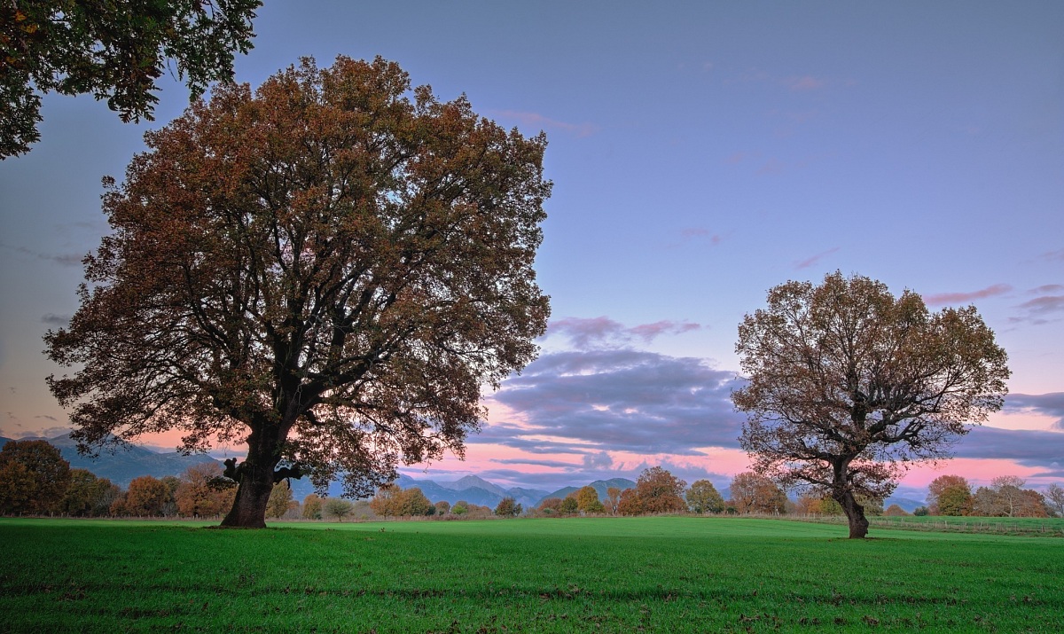 Quercia Foloi Forest ~ Grecia