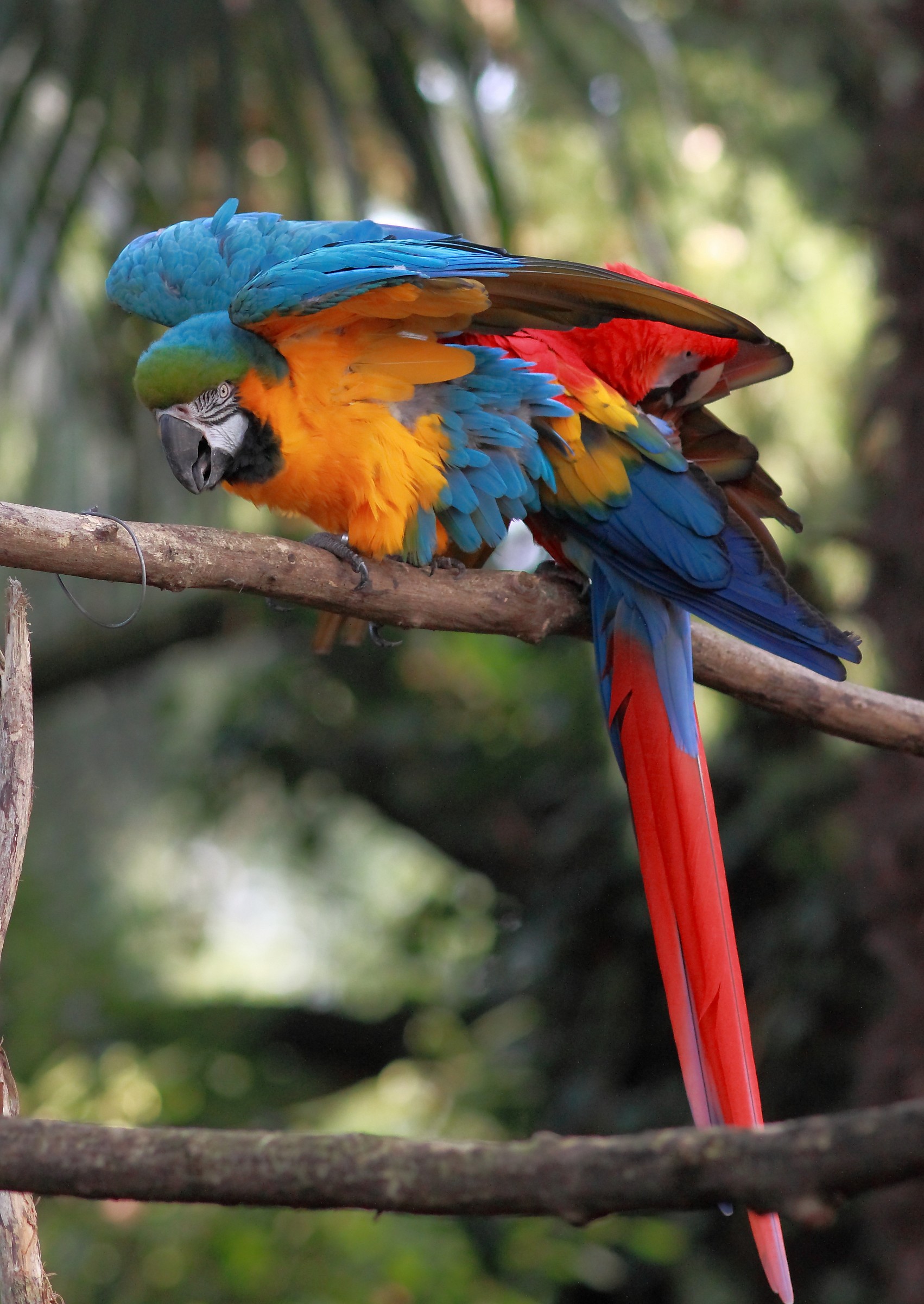 Macaw
