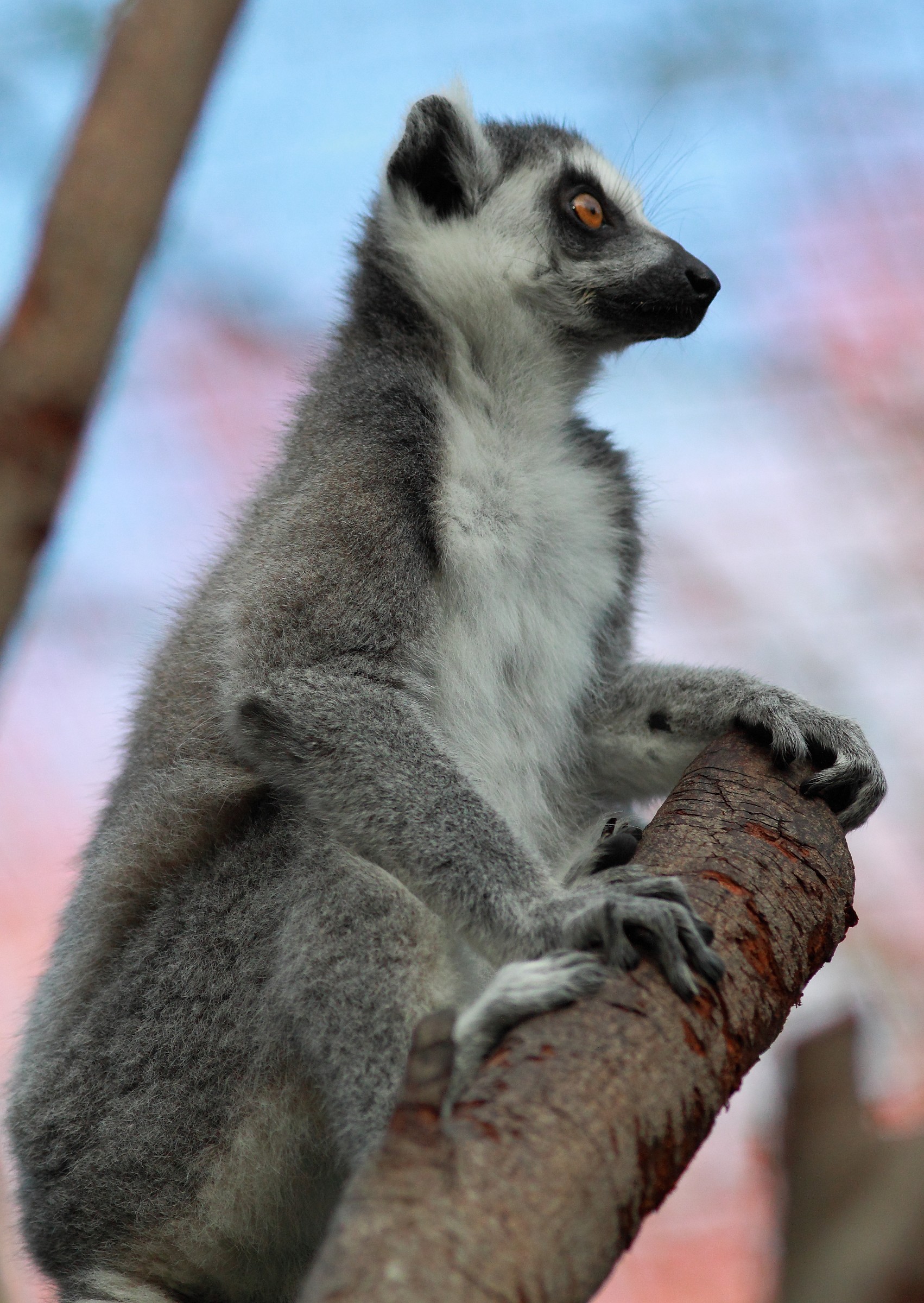 Lemur