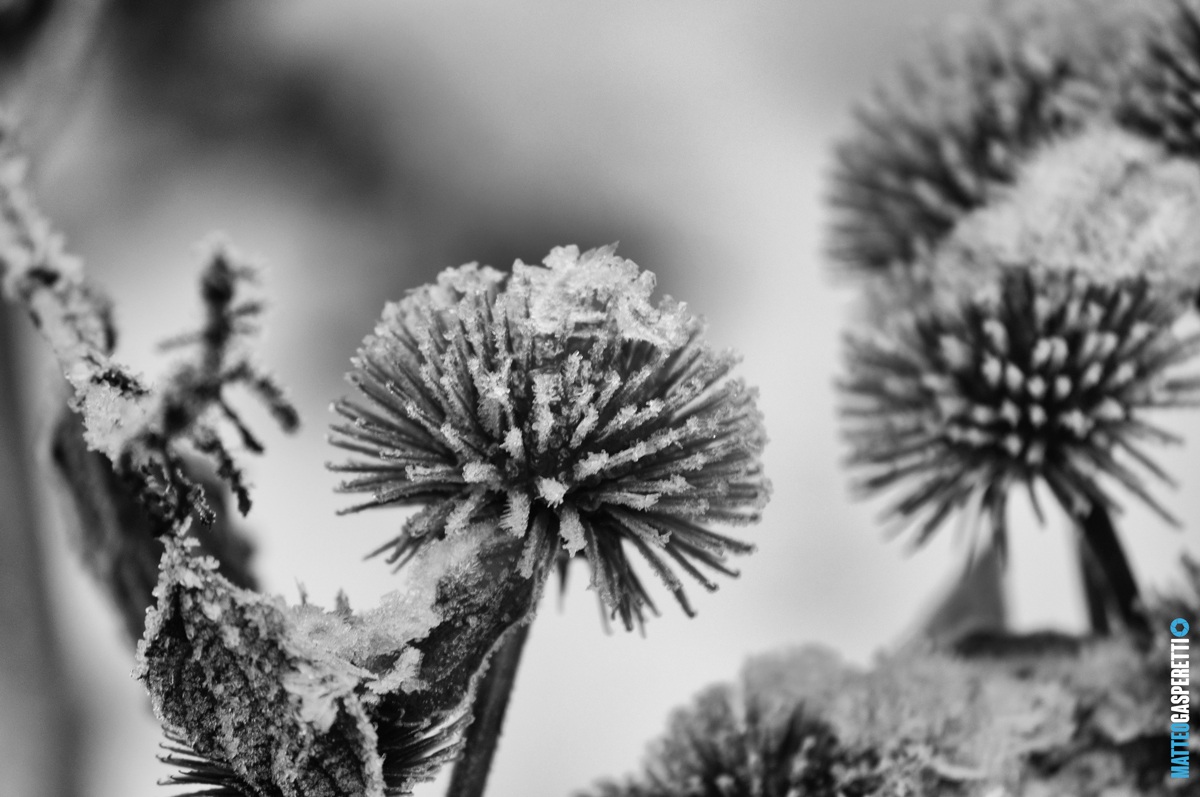 La corona di Ghiaccio