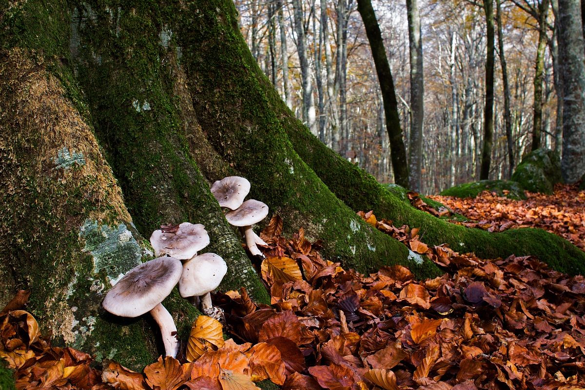 Funghi nei monti Cimini