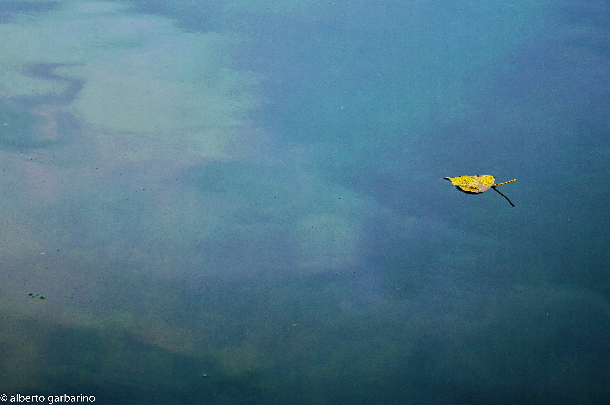 Foglia solitaria nel lago