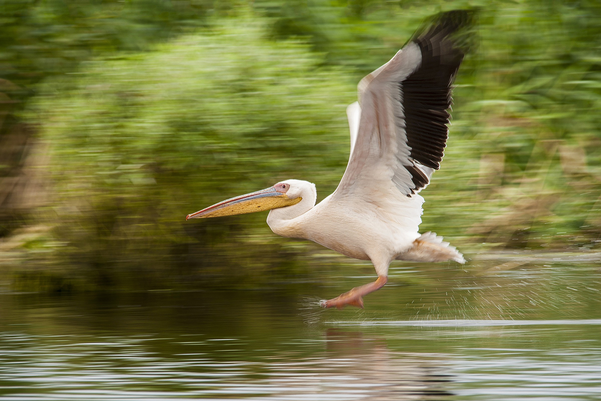 pronti via !!!!!!!!!!!