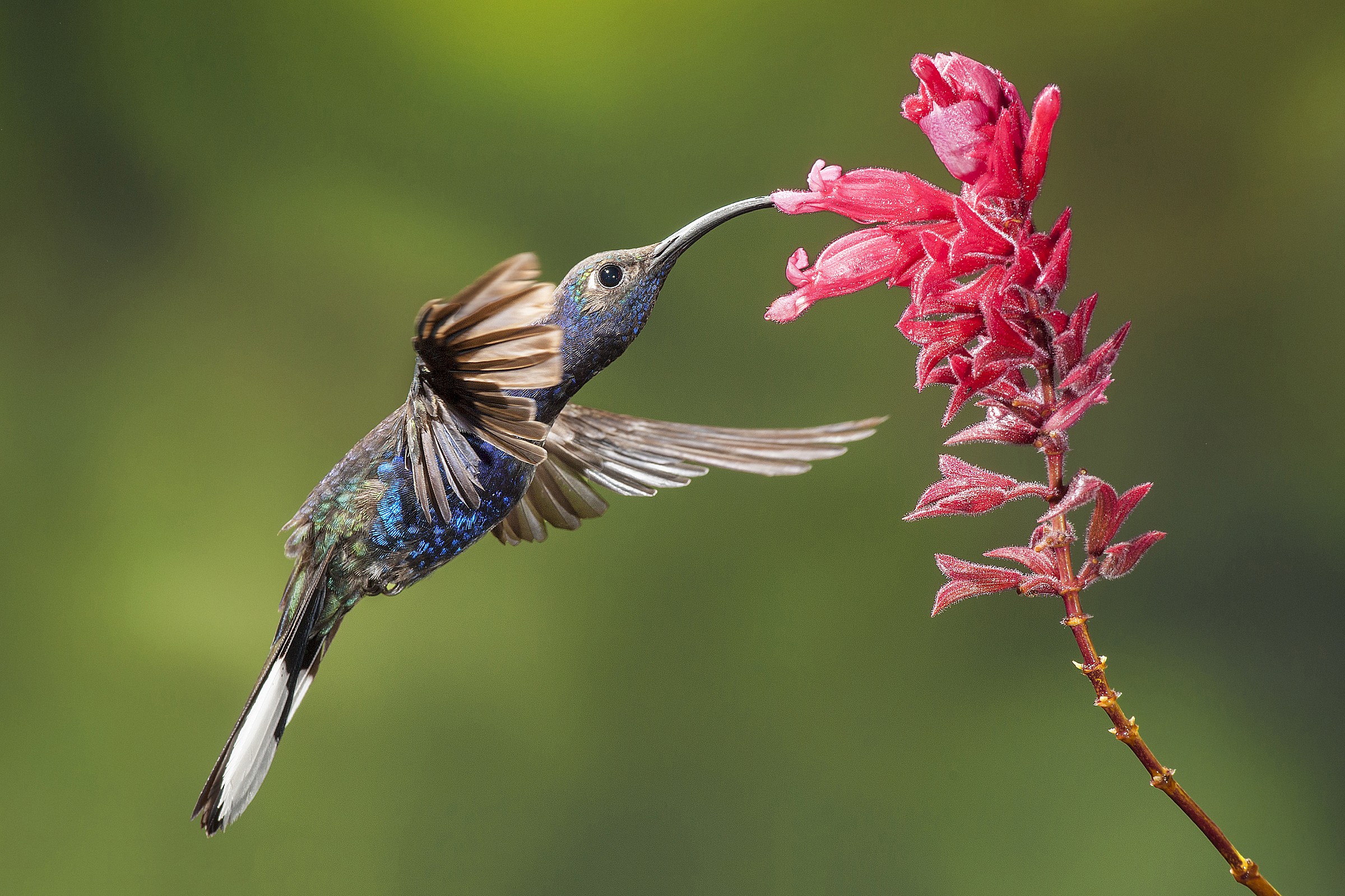 colibrì