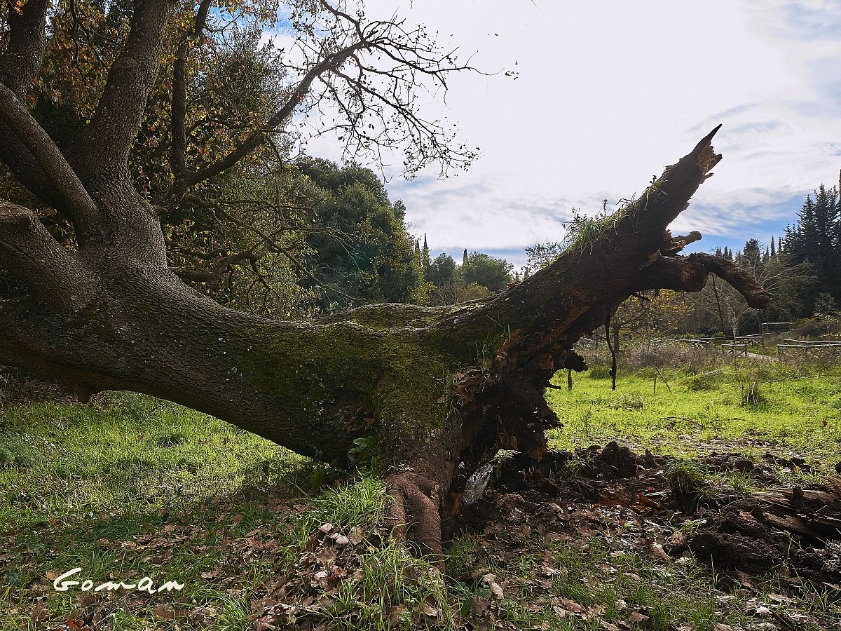 The fallen oak