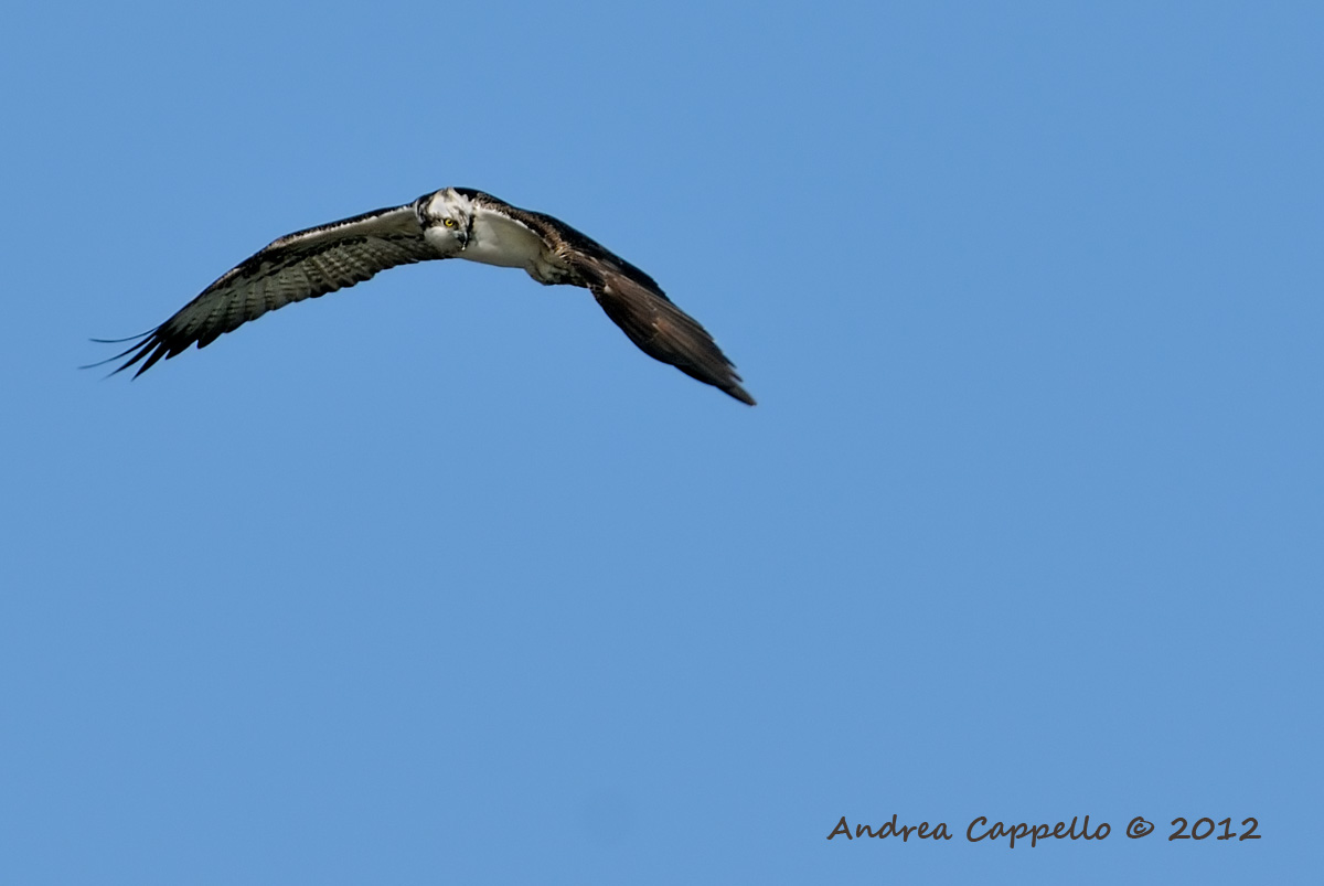 osprey