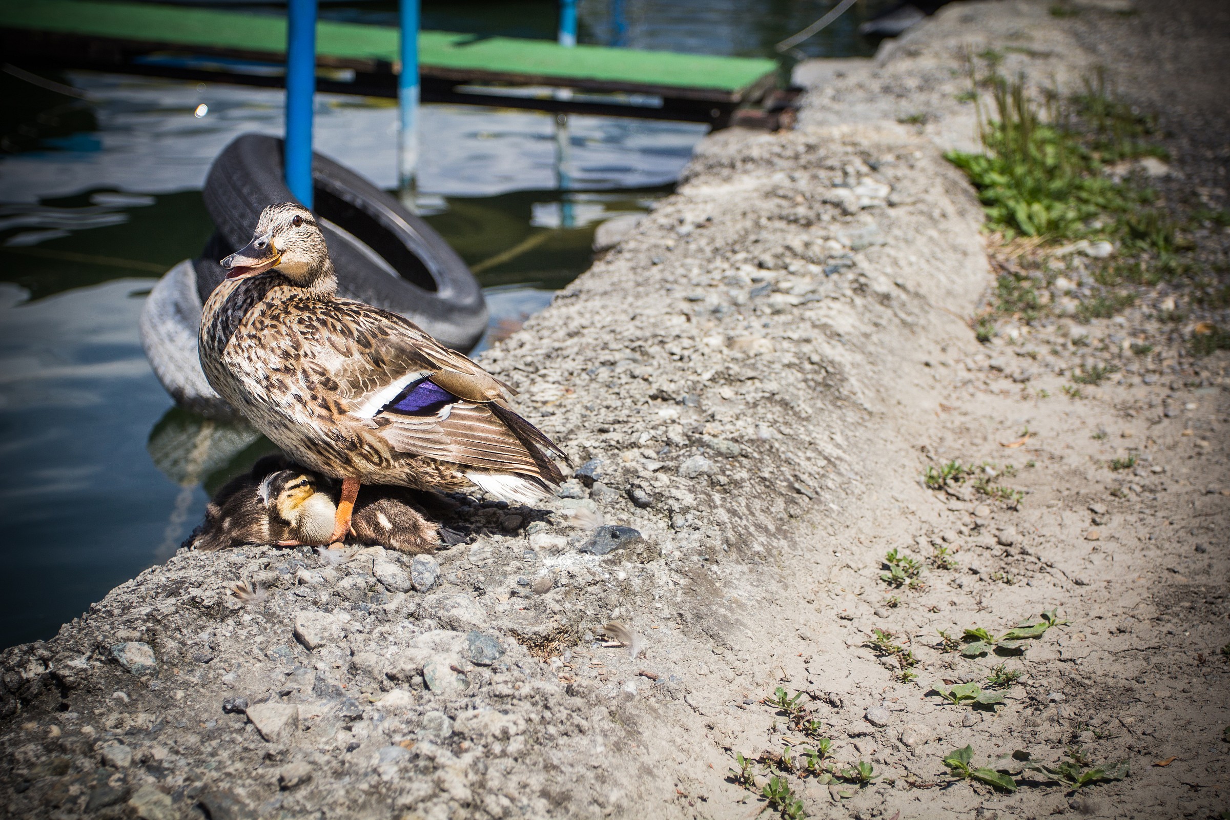 Femmina germano reale con cuccioli