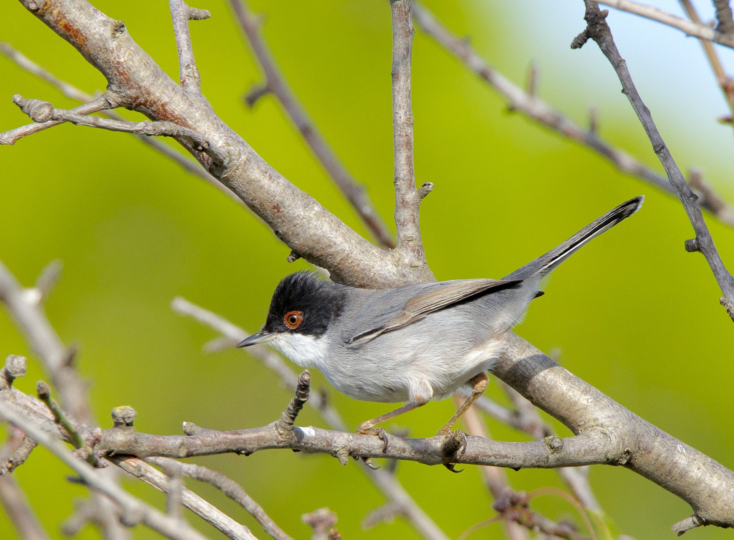 Warbler (Sylvia melanocephala)