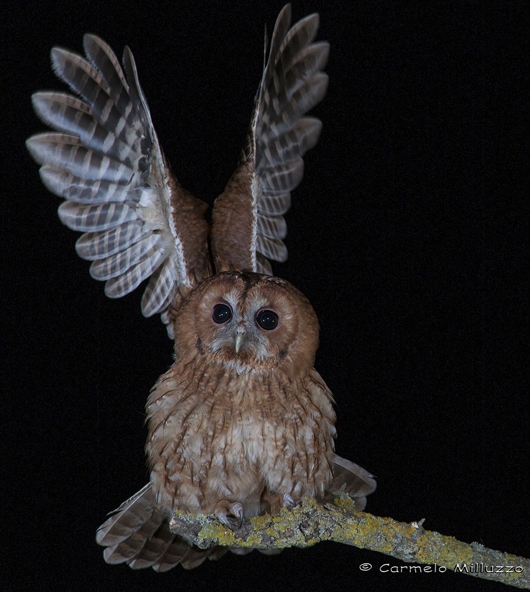 The momentum _Strix aluco_