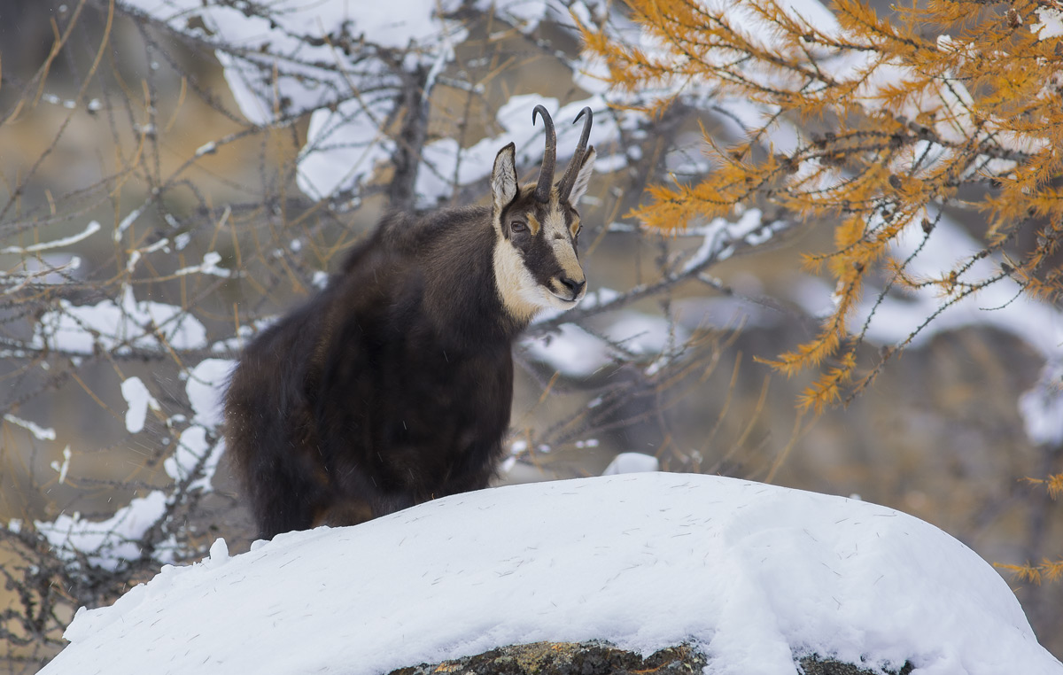 Chamois