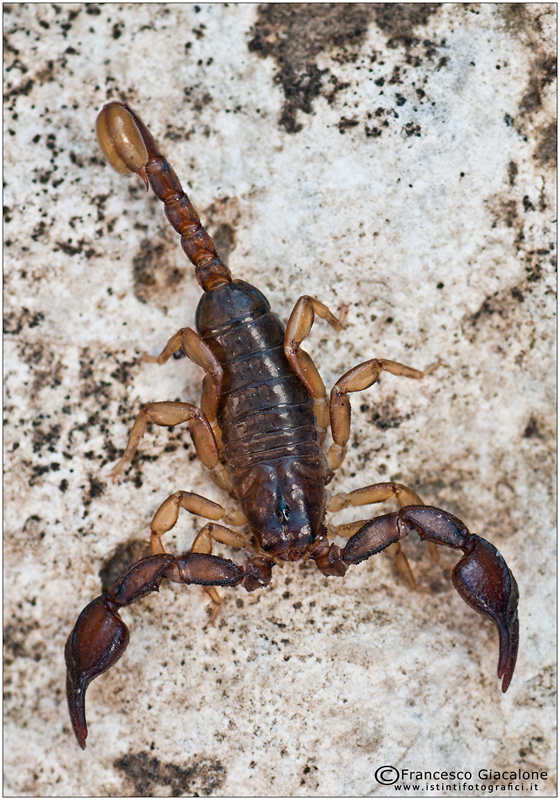 Euscorpius spp. only 3 hours of sleep or maybe even less and...