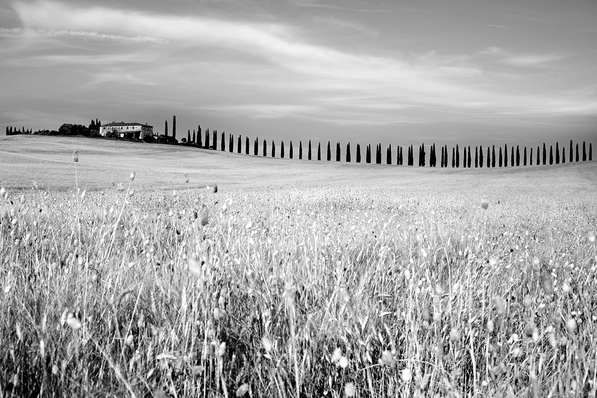 Prelude to the cypress hill