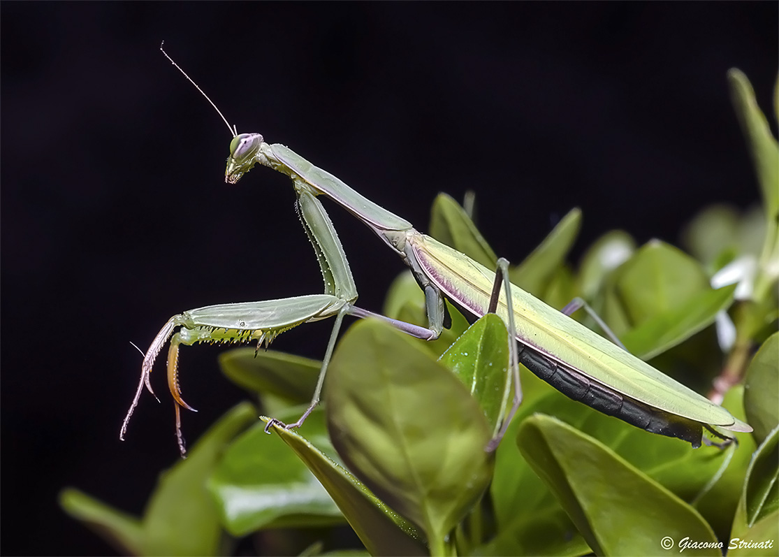 mantide religiosa (Mantis religiosa Linnaeus, 1758)