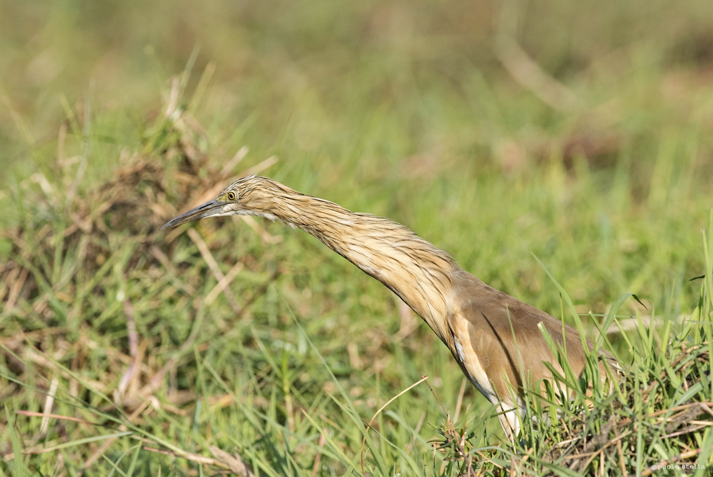 Squacco Heron (Ardeola ralloides) ... two ...