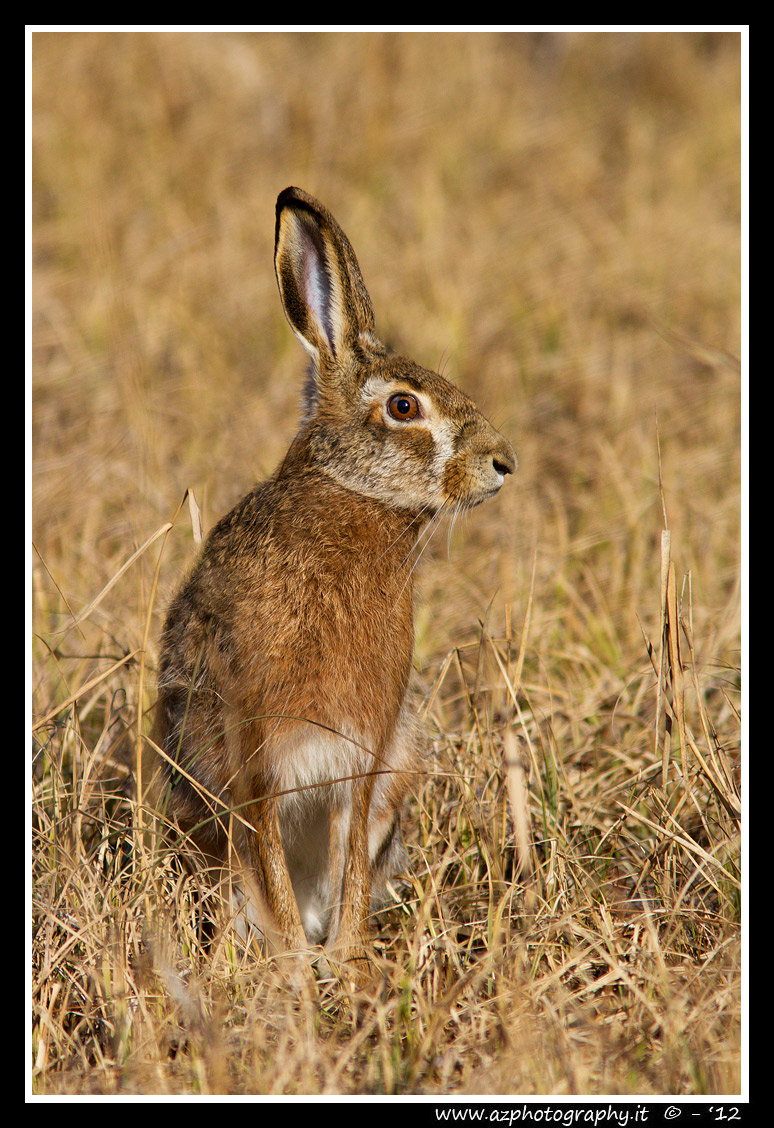 Wild hare