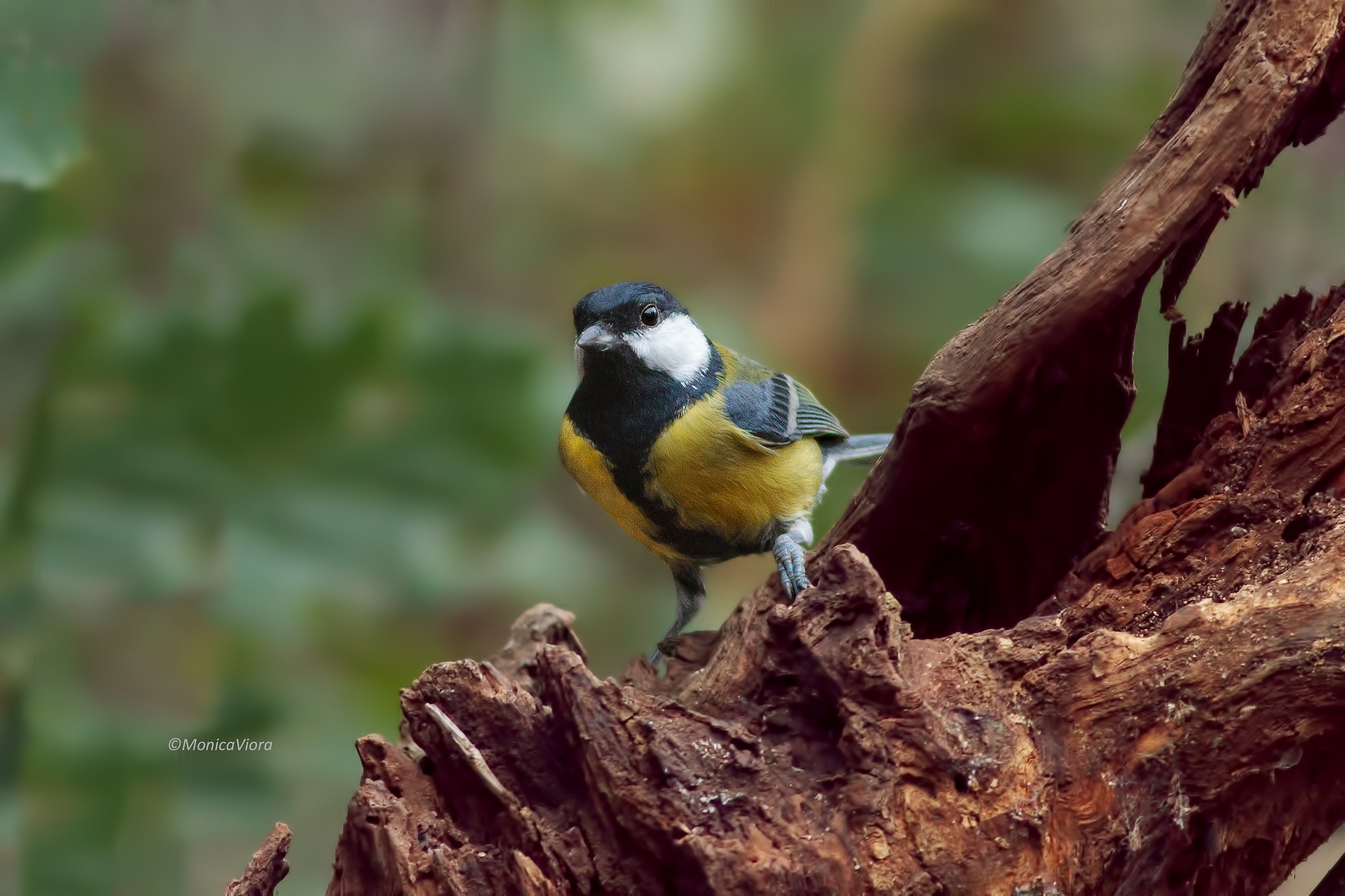 Cianciallegra ..cuor helps