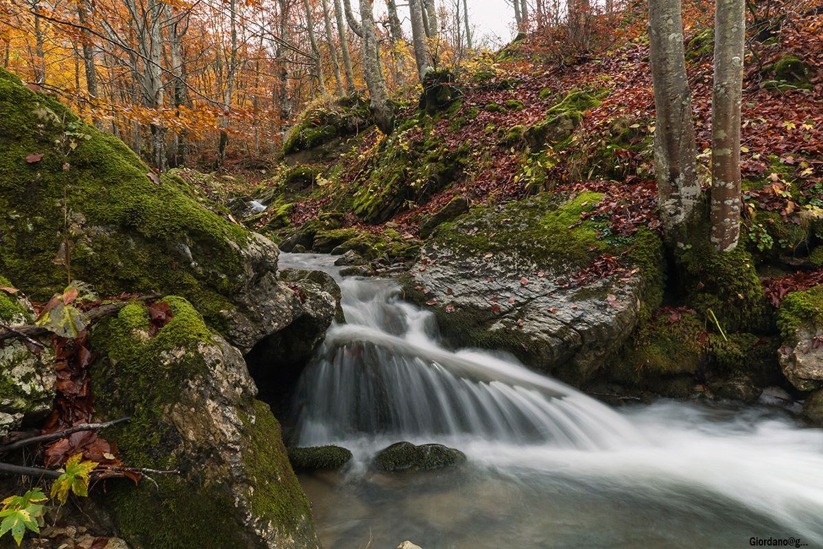 Il torrente nel bosco