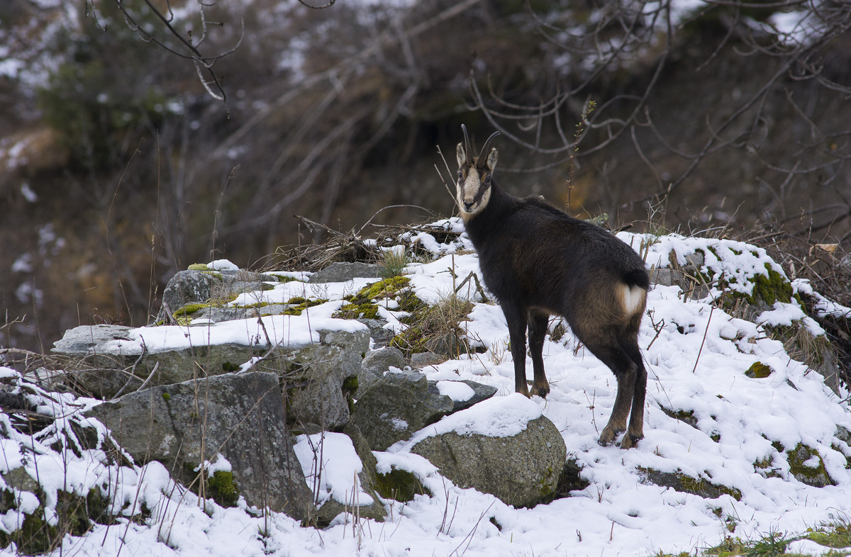 Chamois