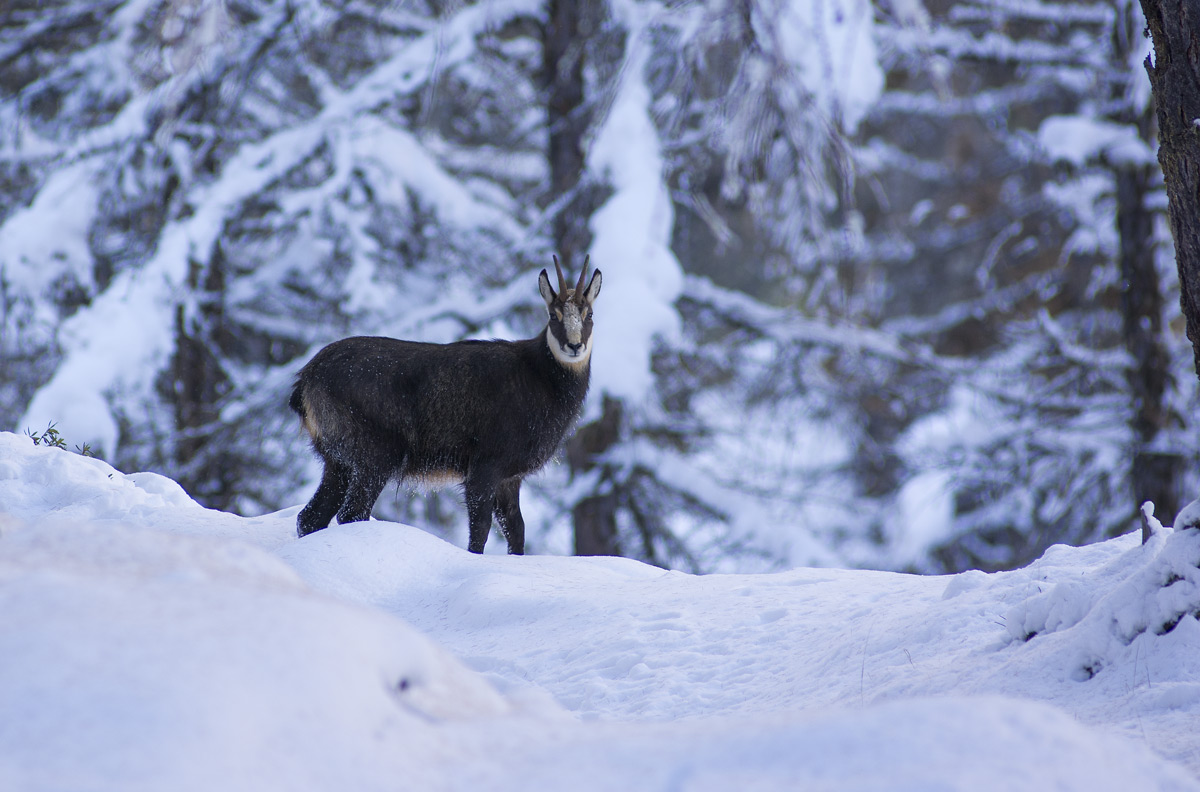 Chamois