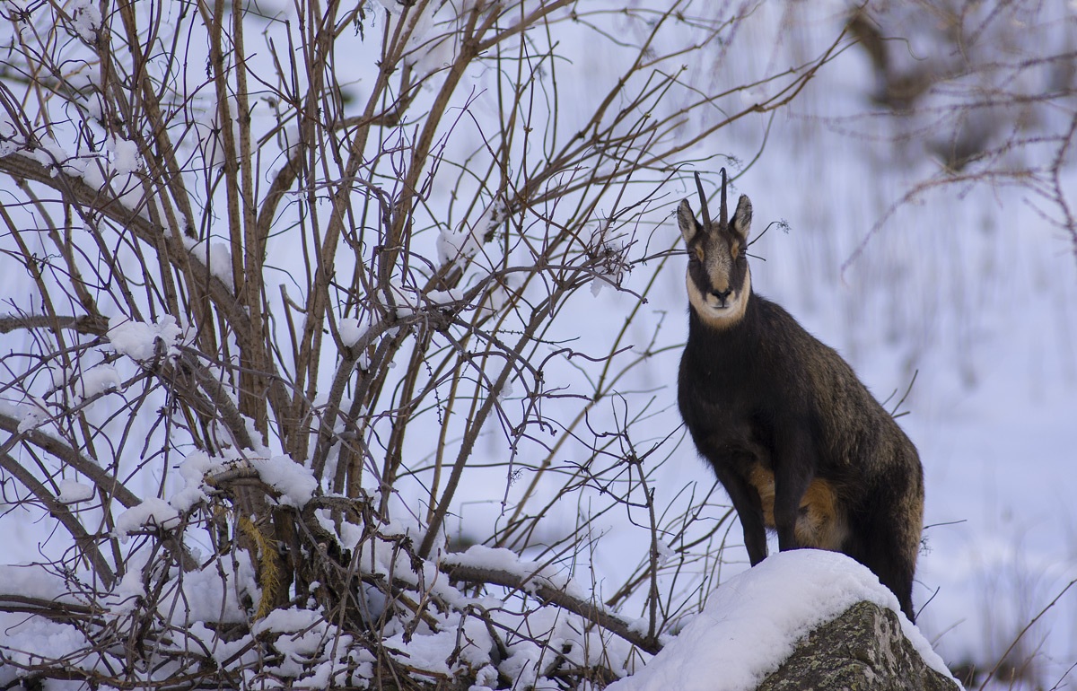 Chamois