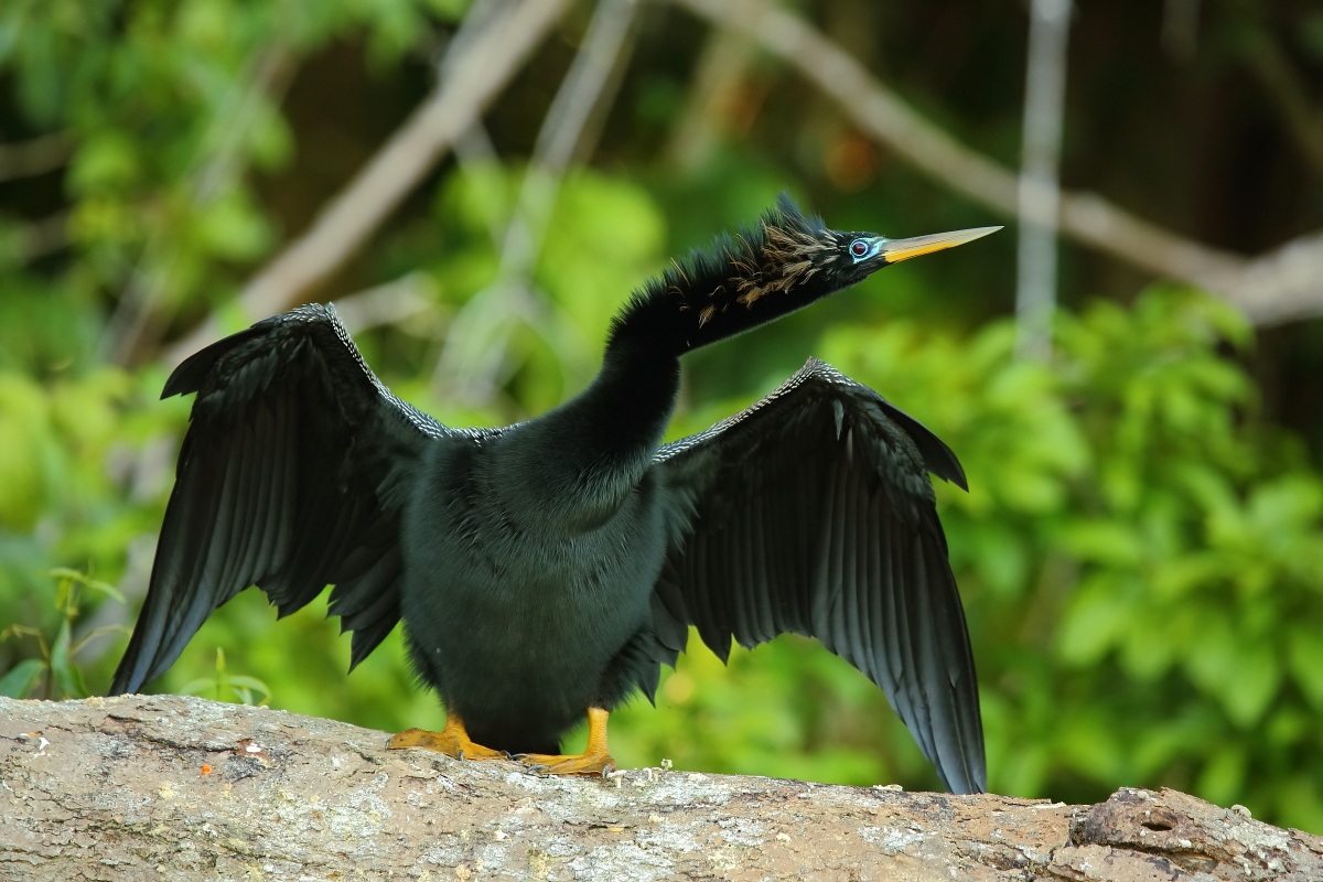 Anhinga