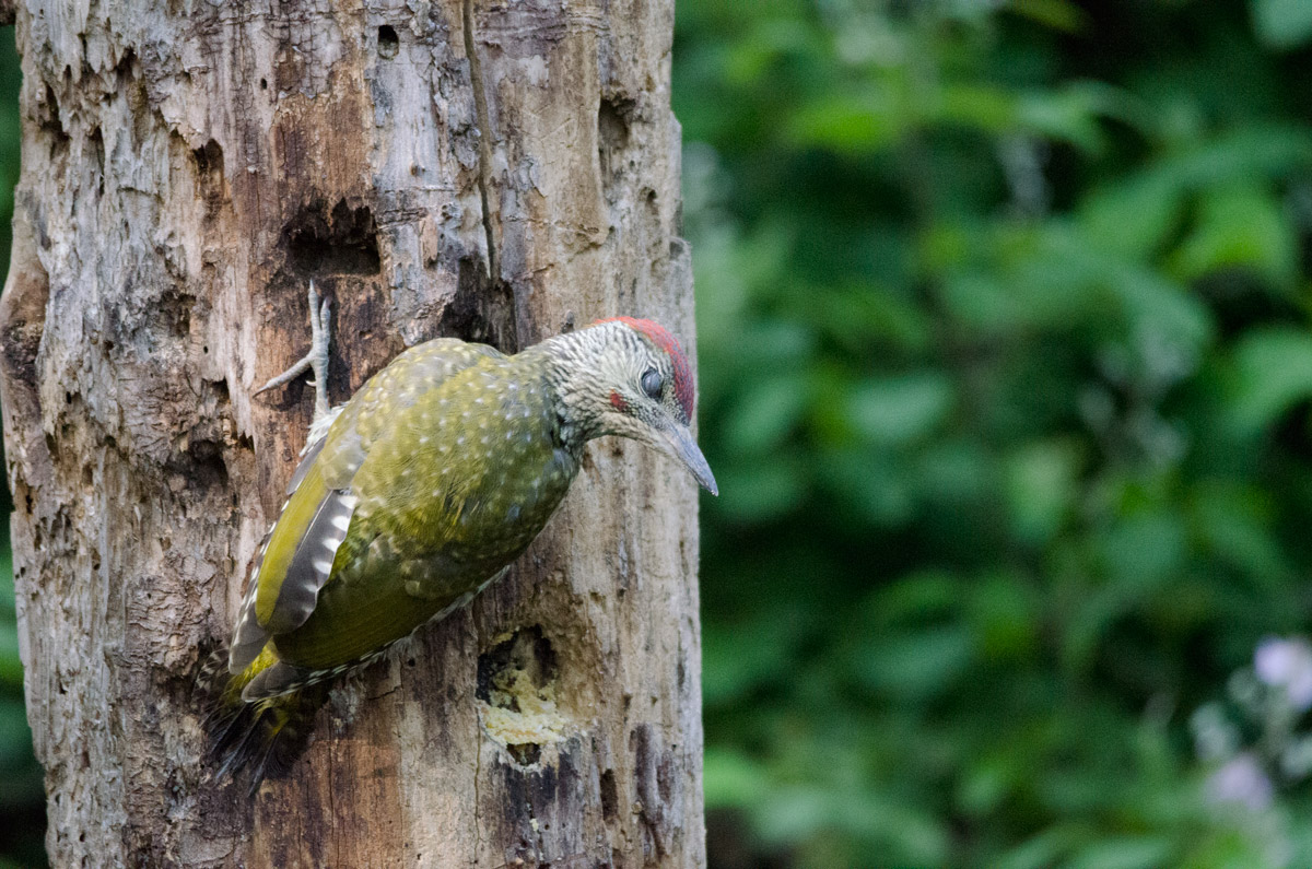 green woodpecker