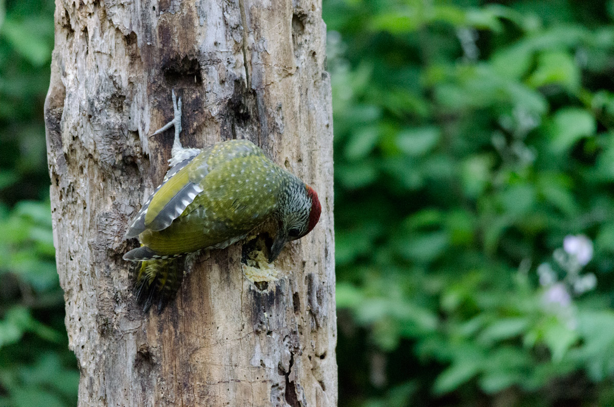 green woodpecker at work !!!!!!