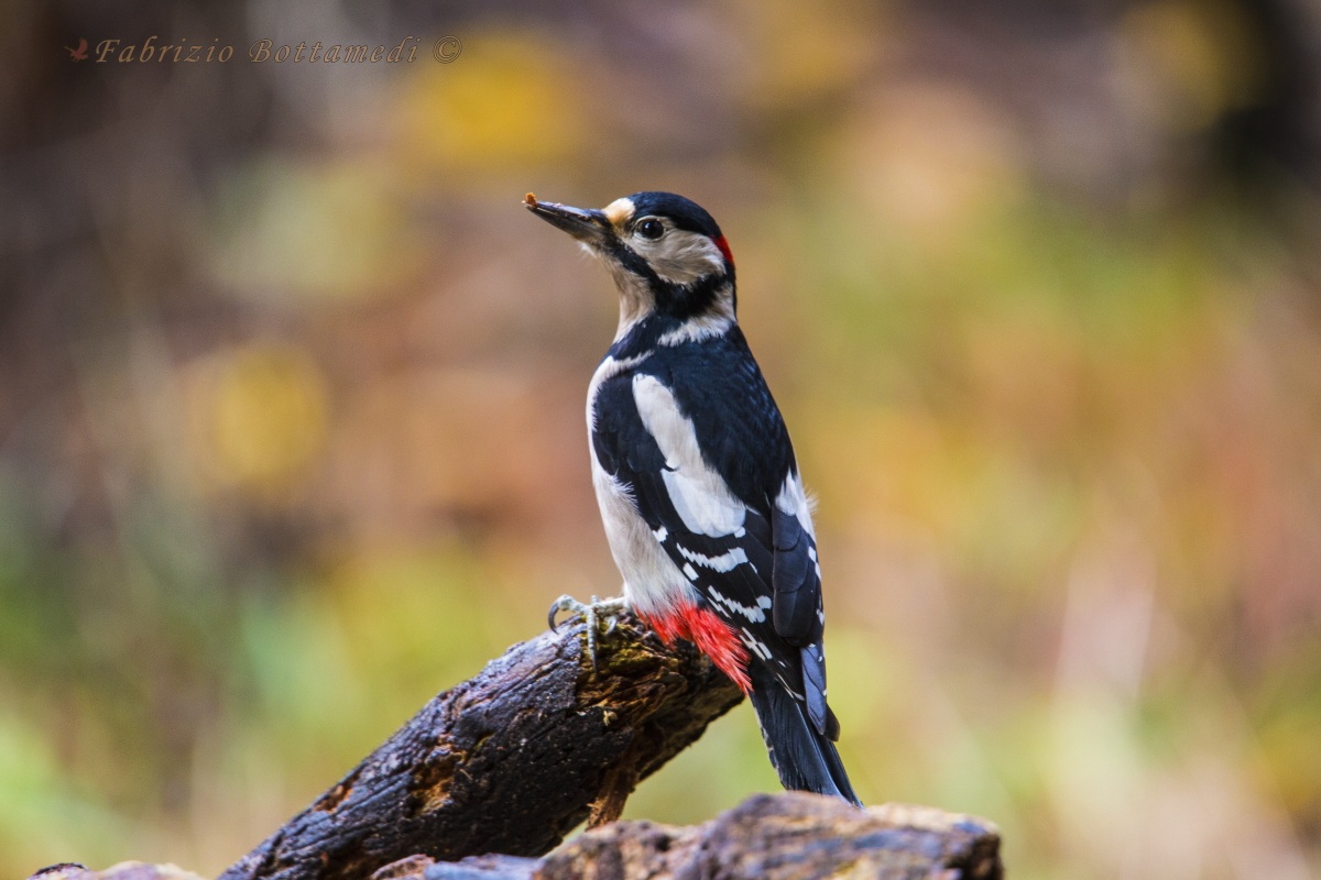 Picchio rosso e tavolozza di colori autunnali