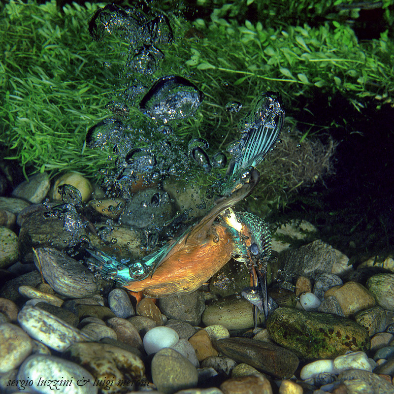 the underwater martino