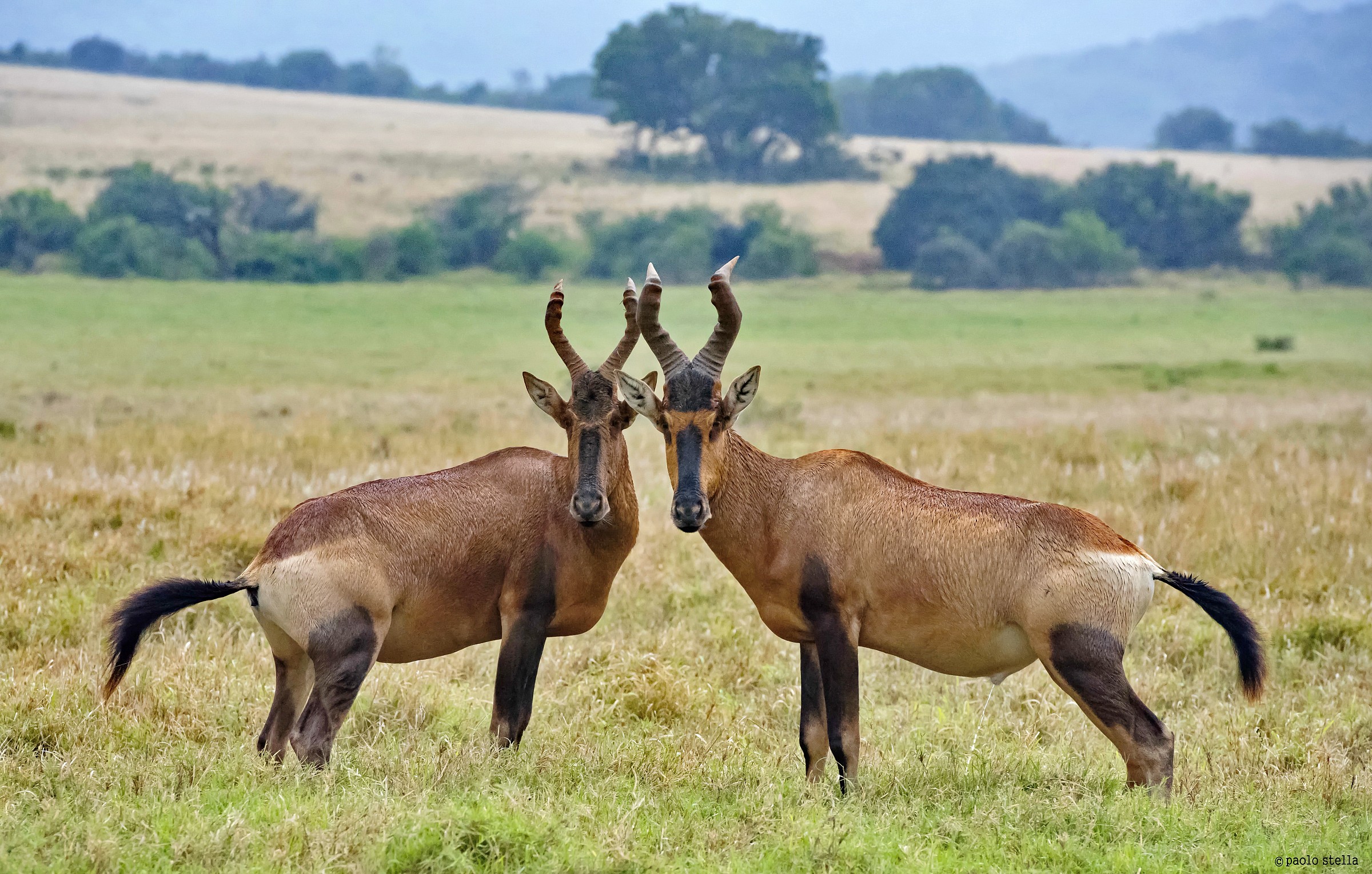 Red Hartebeest couple (Alcelaphus buselaphus caama)