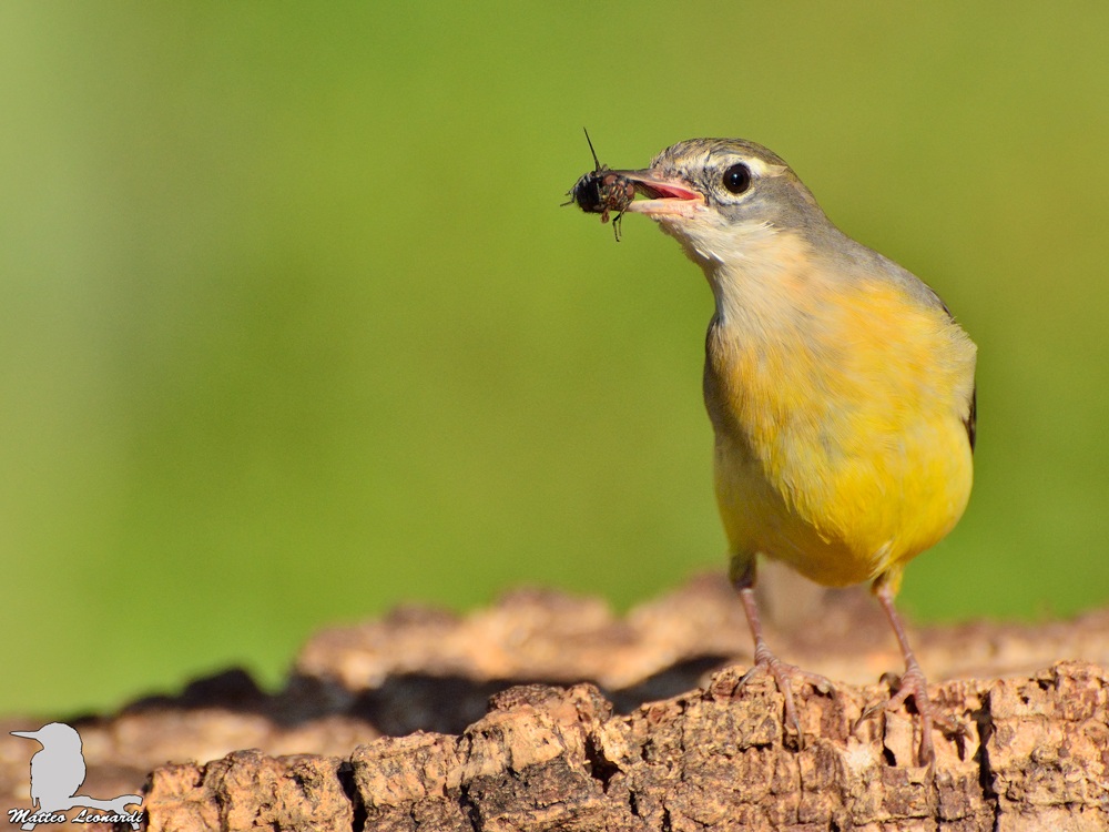 Yellow Wagtail with fly